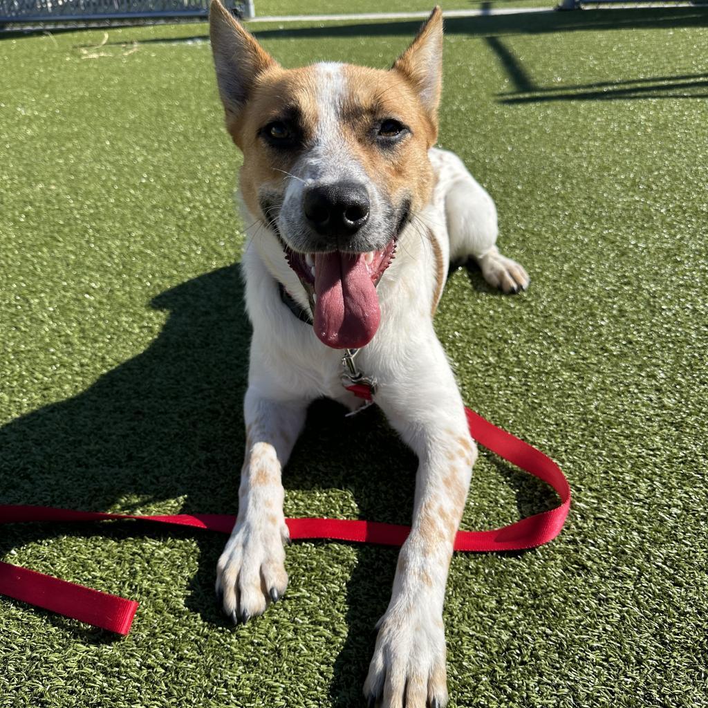 Enlarge Wyatt, a ADOPTABLE mixed breed in Cape Girardeau, MO image 3/3
