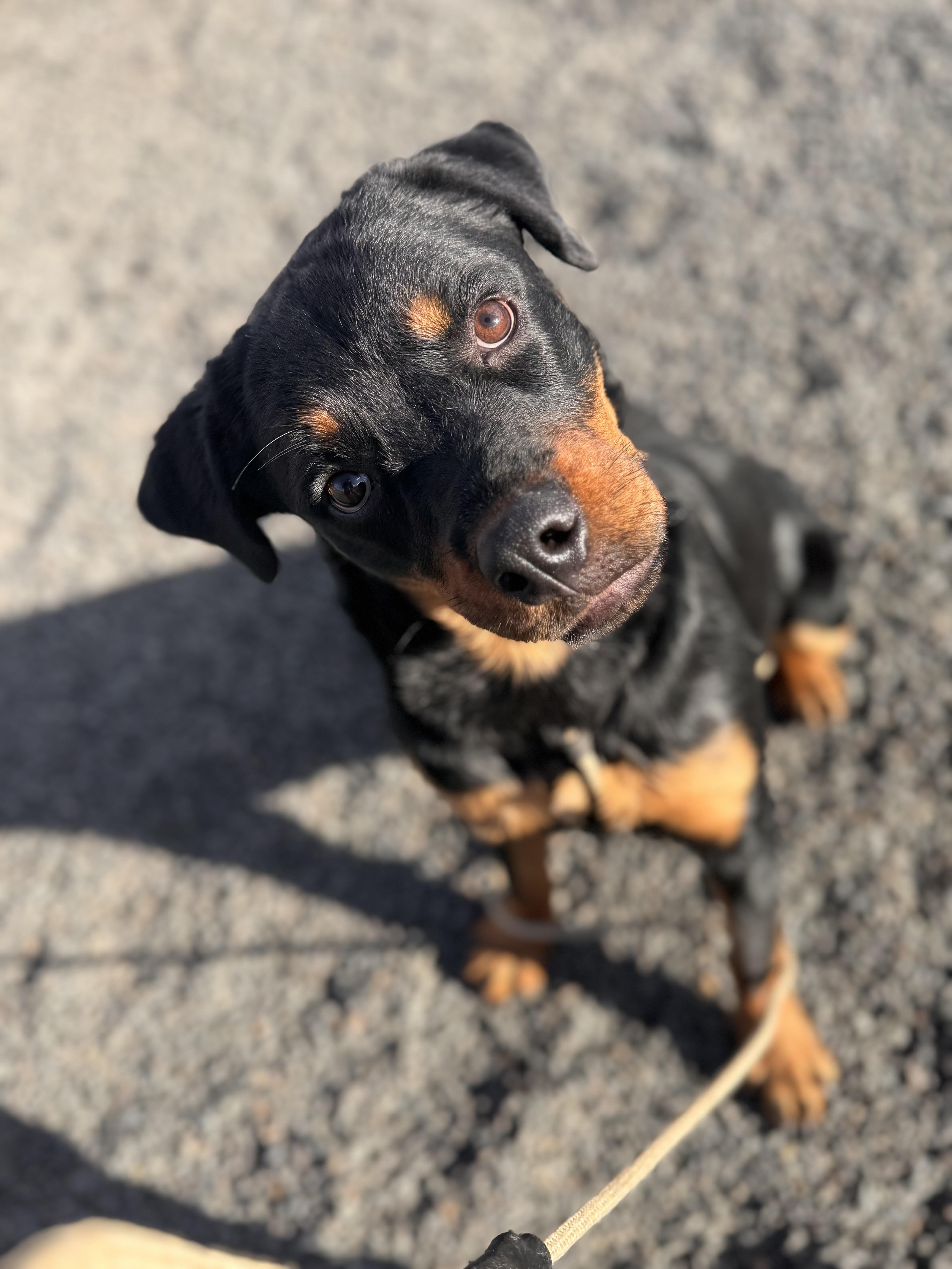 Enlarge Hazelnut, a Adoptable Rottweiler in Wallingford, CT image 6/6