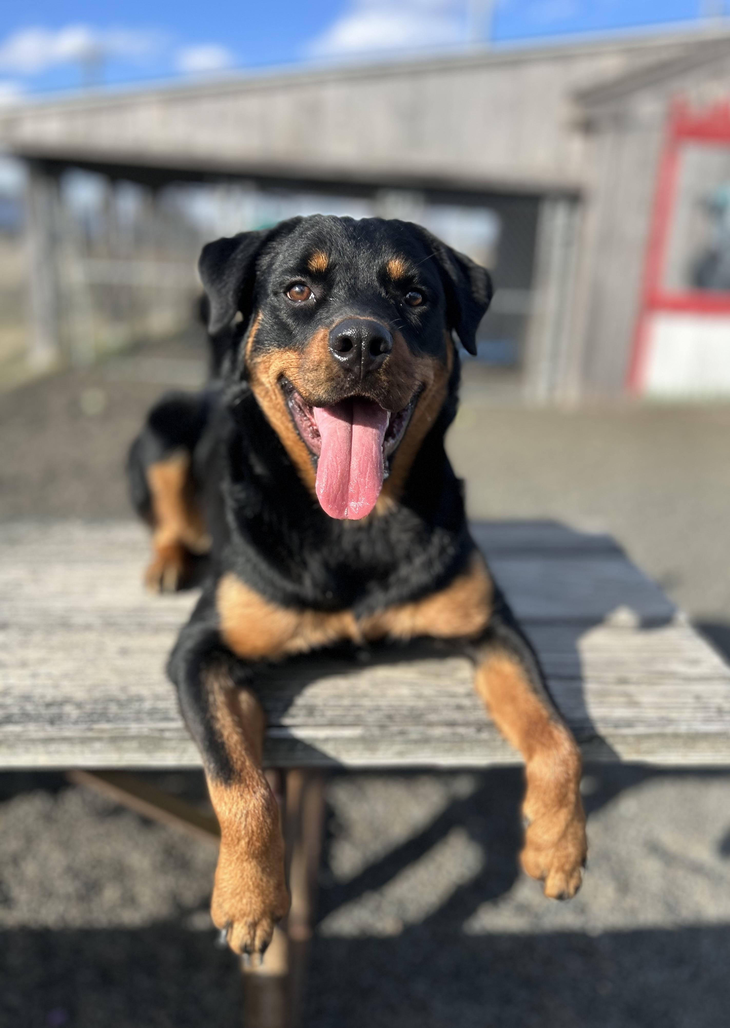 Hazelnut, Adoptable, Young Female Rottweiler.