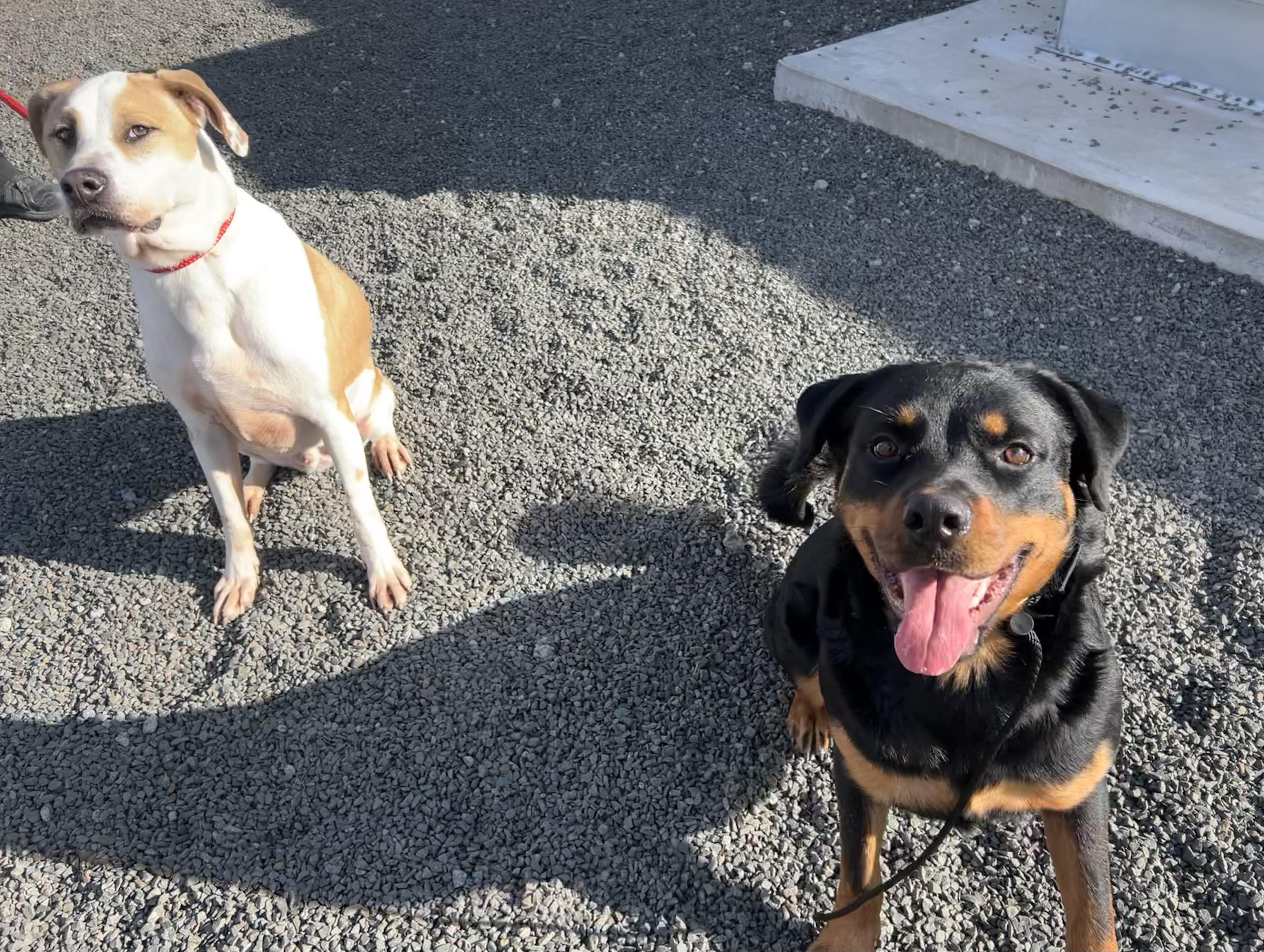 Enlarge Hazelnut, a Adoptable Rottweiler in Wallingford, CT image 2/6