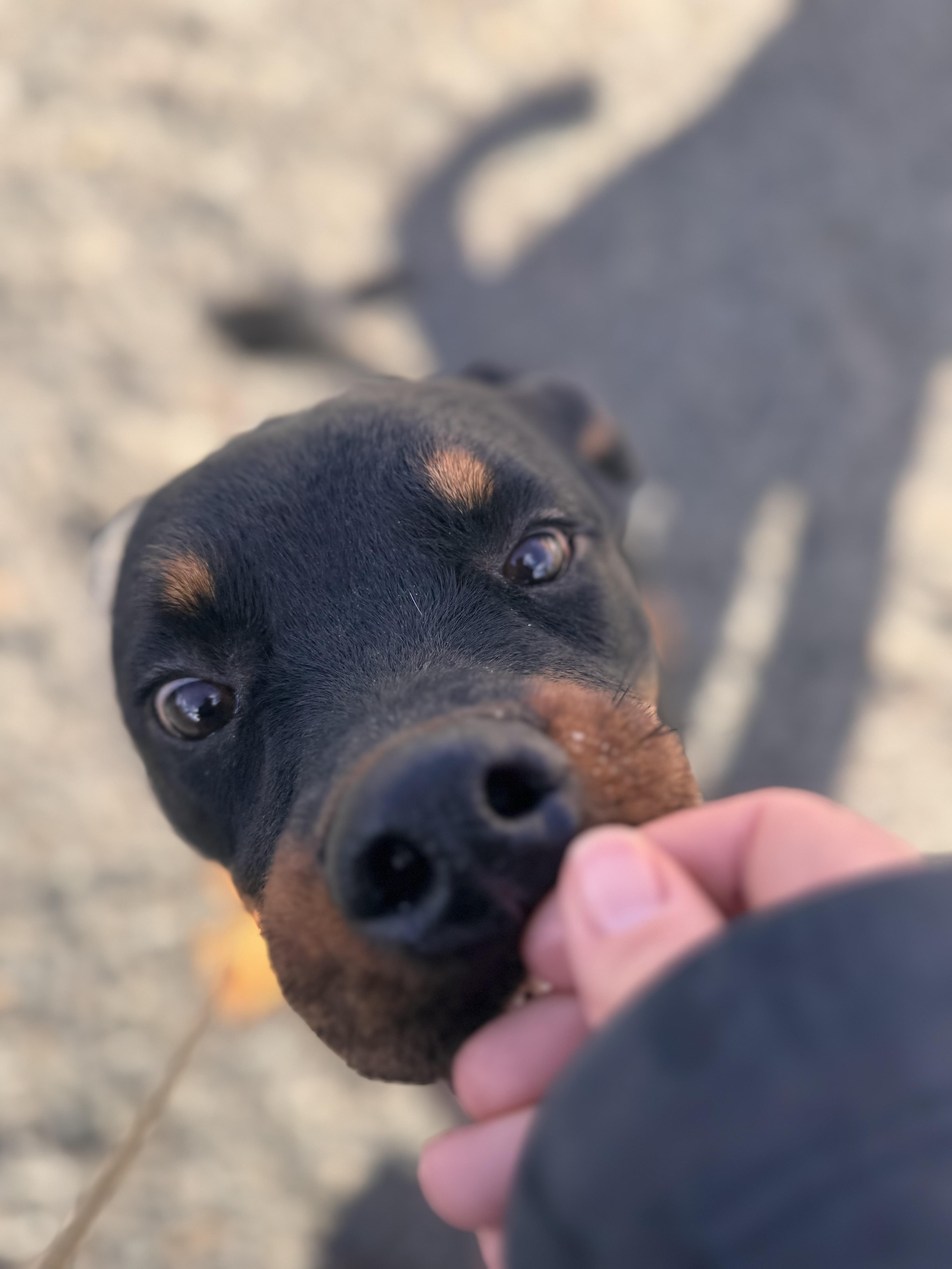 Enlarge Hazelnut, a Adoptable Rottweiler in Wallingford, CT image 5/6