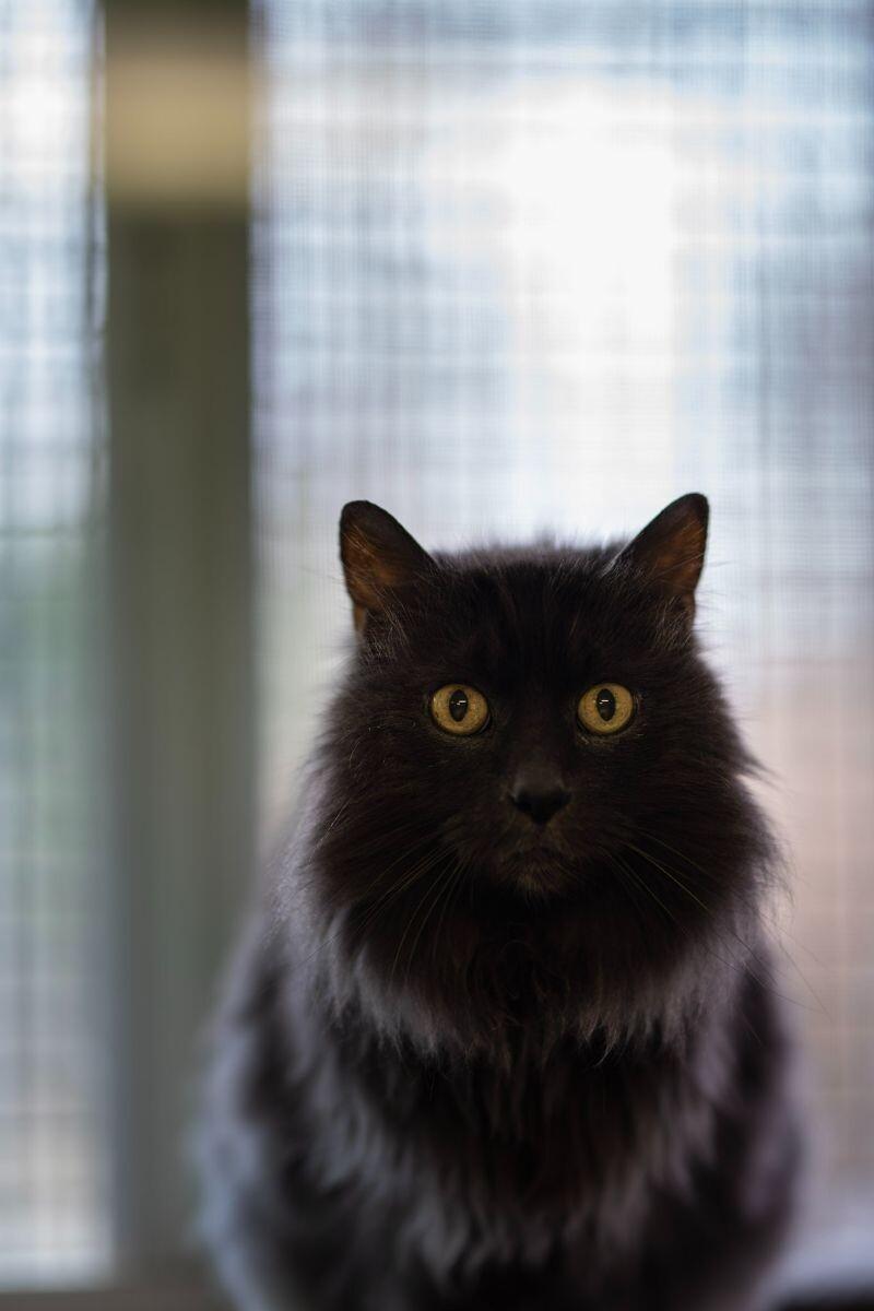 Caesar, Adoptable, Senior Male Domestic Long Hair.