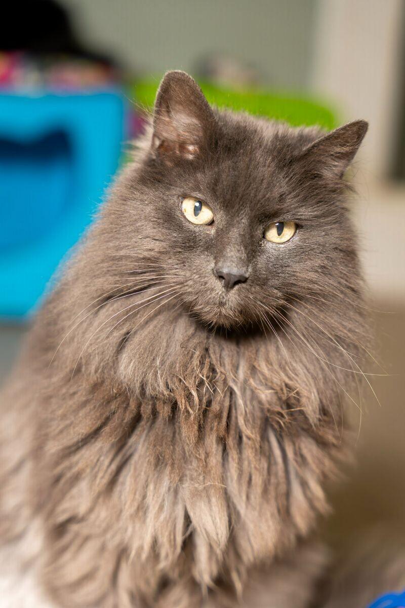 Enlarge Caesar, a Adoptable Domestic Long Hair in Arlington, WA image 2/6
