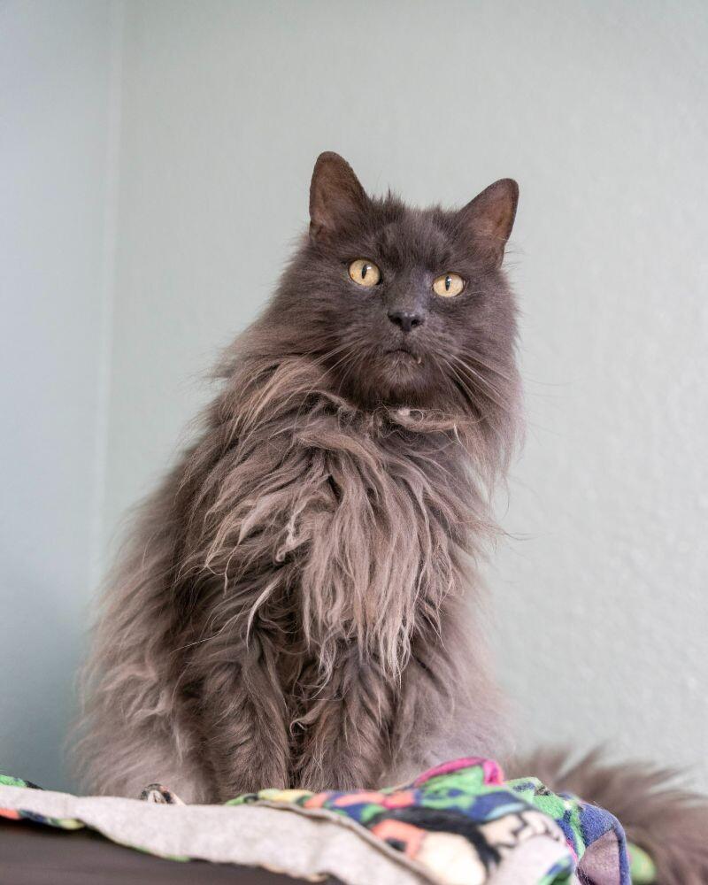 Enlarge Caesar, a Adoptable Domestic Long Hair in Arlington, WA image 3/6