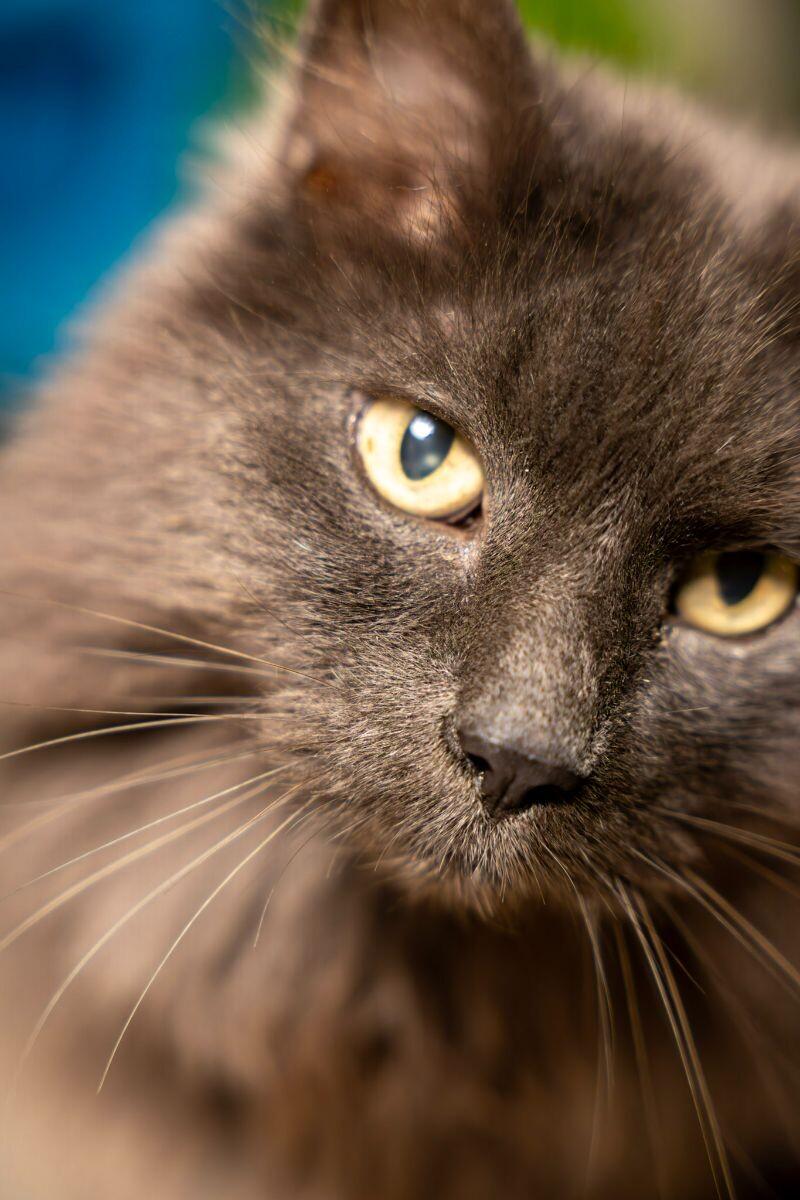 Enlarge Caesar, a Adoptable Domestic Long Hair in Arlington, WA image 4/6