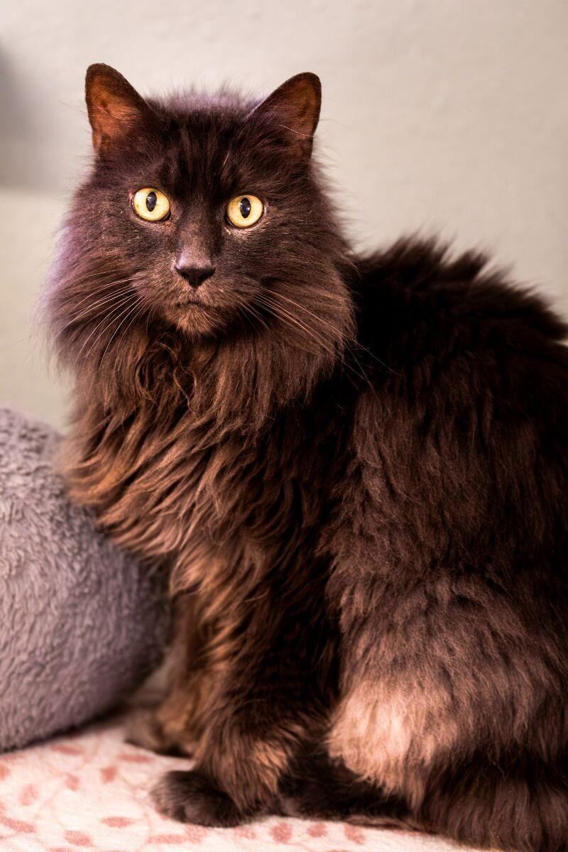 Enlarge Caesar, a Adoptable Domestic Long Hair in Arlington, WA image 5/6