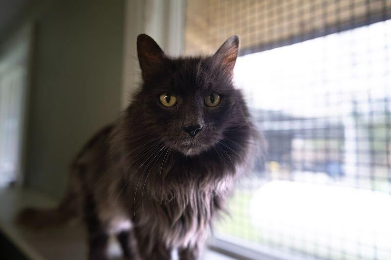 Enlarge Caesar, a Adoptable Domestic Long Hair in Arlington, WA image 6/6