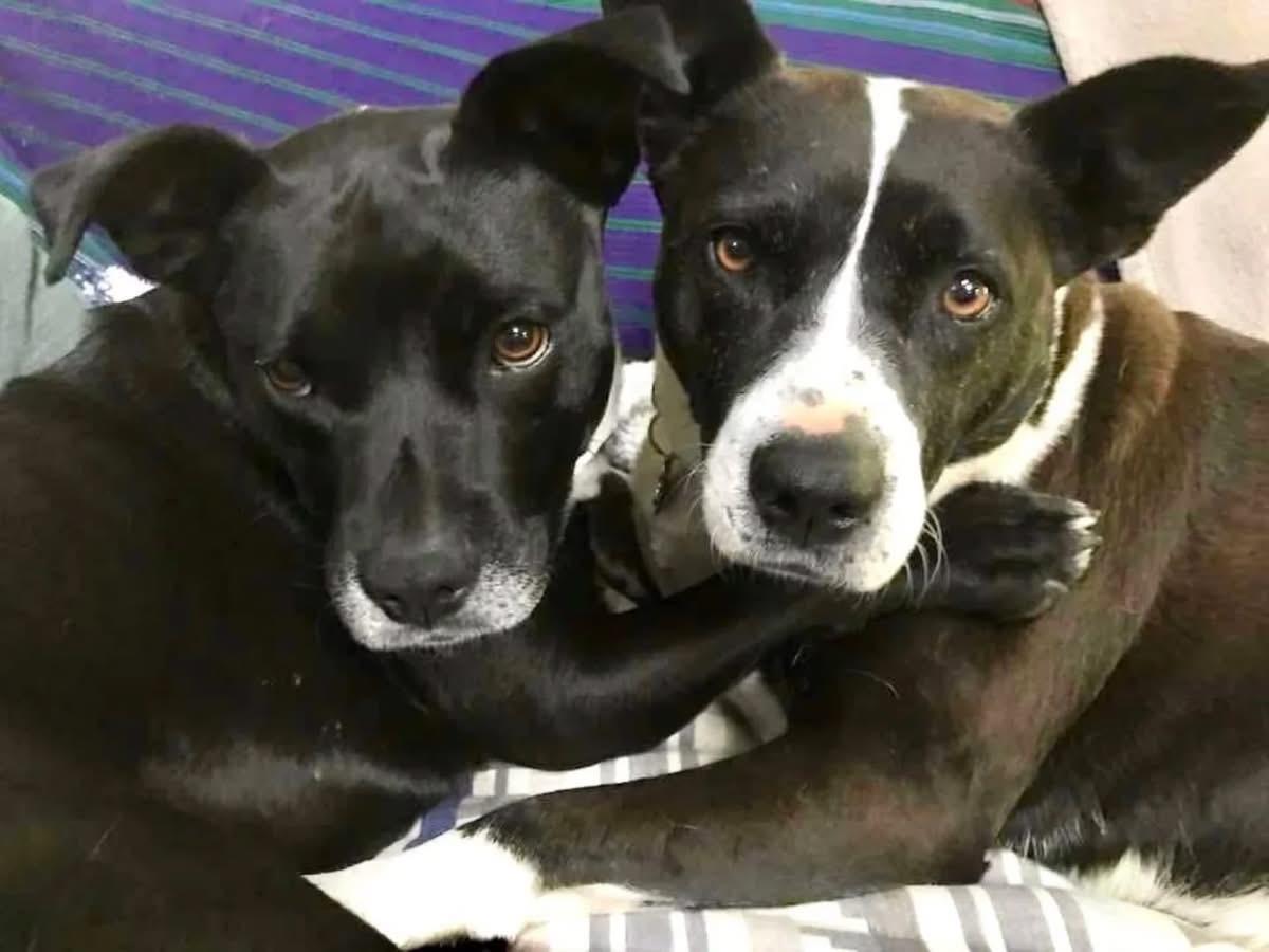 Frenchie and Madge, a ADOPTABLE mixed breed in Stamford, CT image 1/6