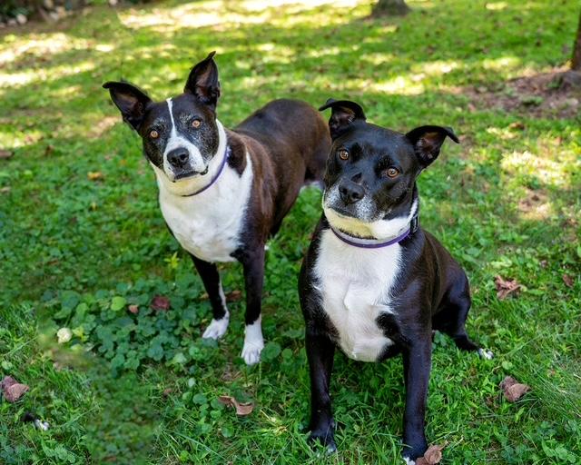 Frenchie and Madge, a ADOPTABLE mixed breed in Stamford, CT image 2/6