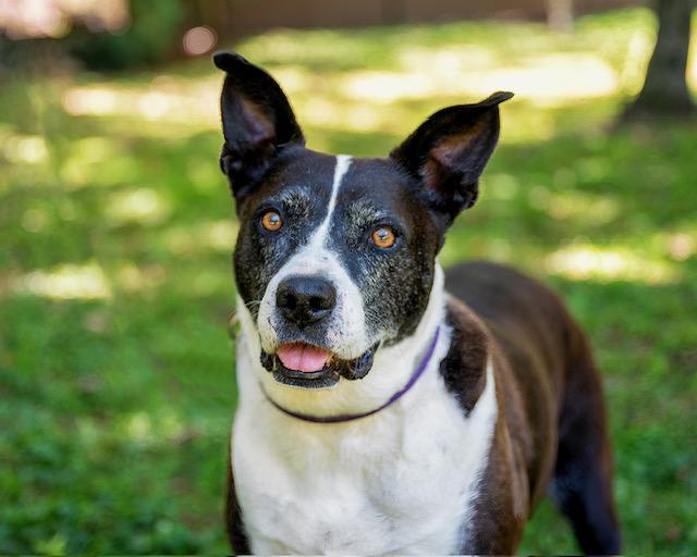 Frenchie and Madge, a ADOPTABLE mixed breed in Stamford, CT image 5/6