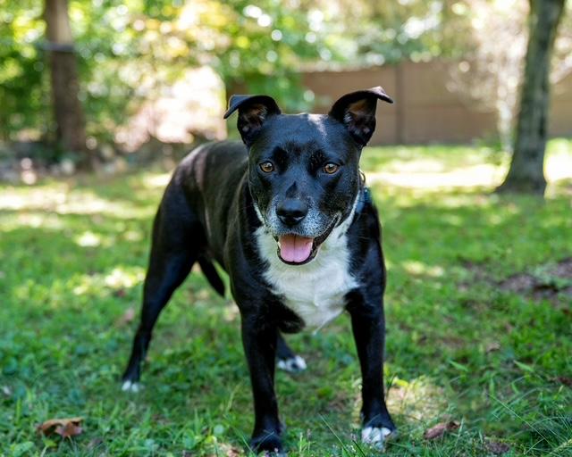Frenchie and Madge, a ADOPTABLE mixed breed in Stamford, CT image 4/6