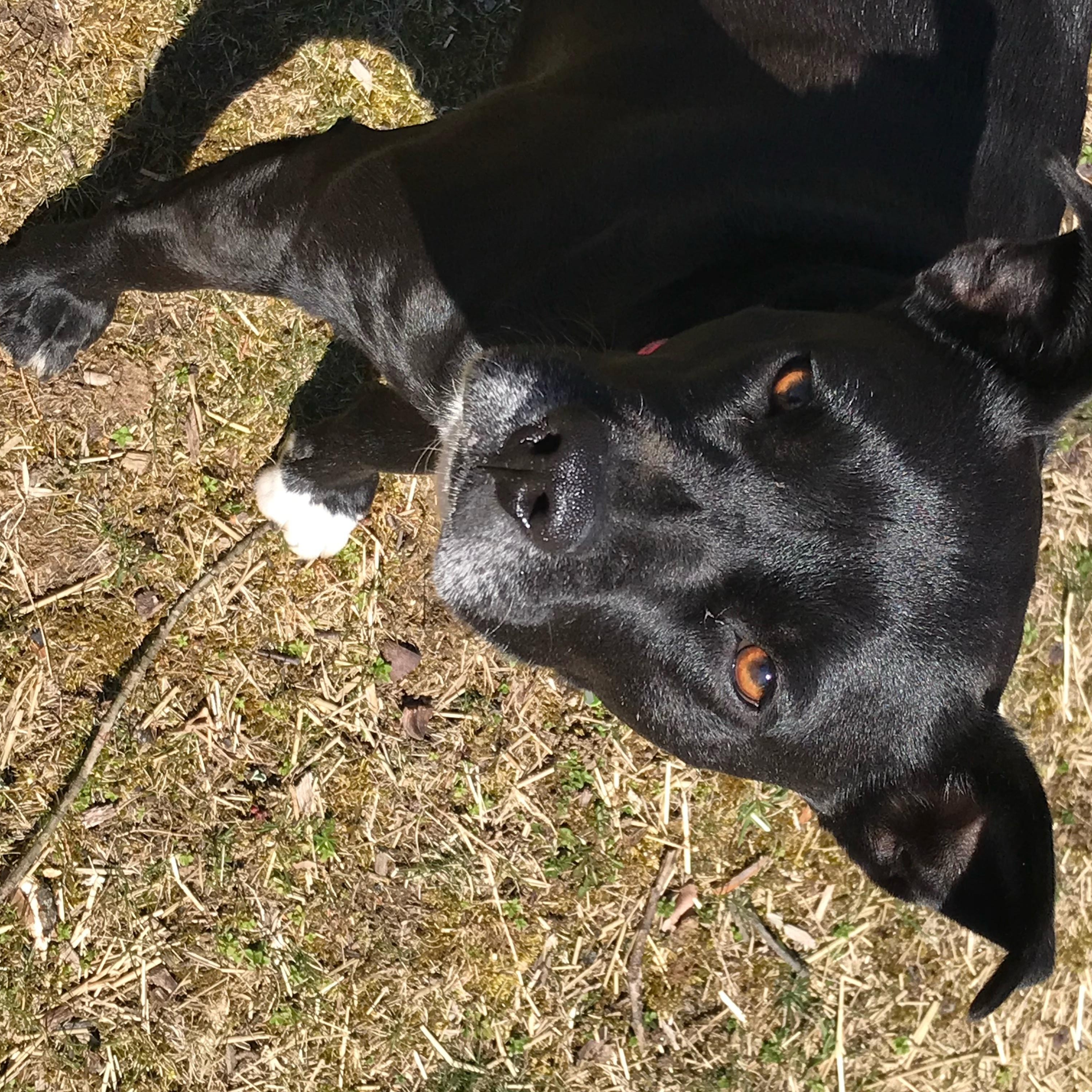 Enlarge Frenchie and Madge, a ADOPTABLE mixed breed in Stamford, CT image 5/5