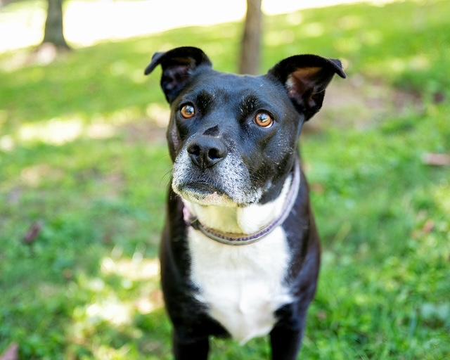 Frenchie and Madge, a ADOPTABLE mixed breed in Stamford, CT image 3/6
