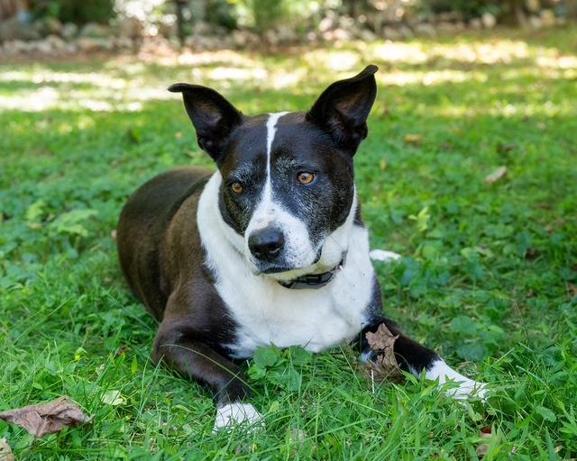 Frenchie and Madge, a ADOPTABLE mixed breed in Stamford, CT image 6/6