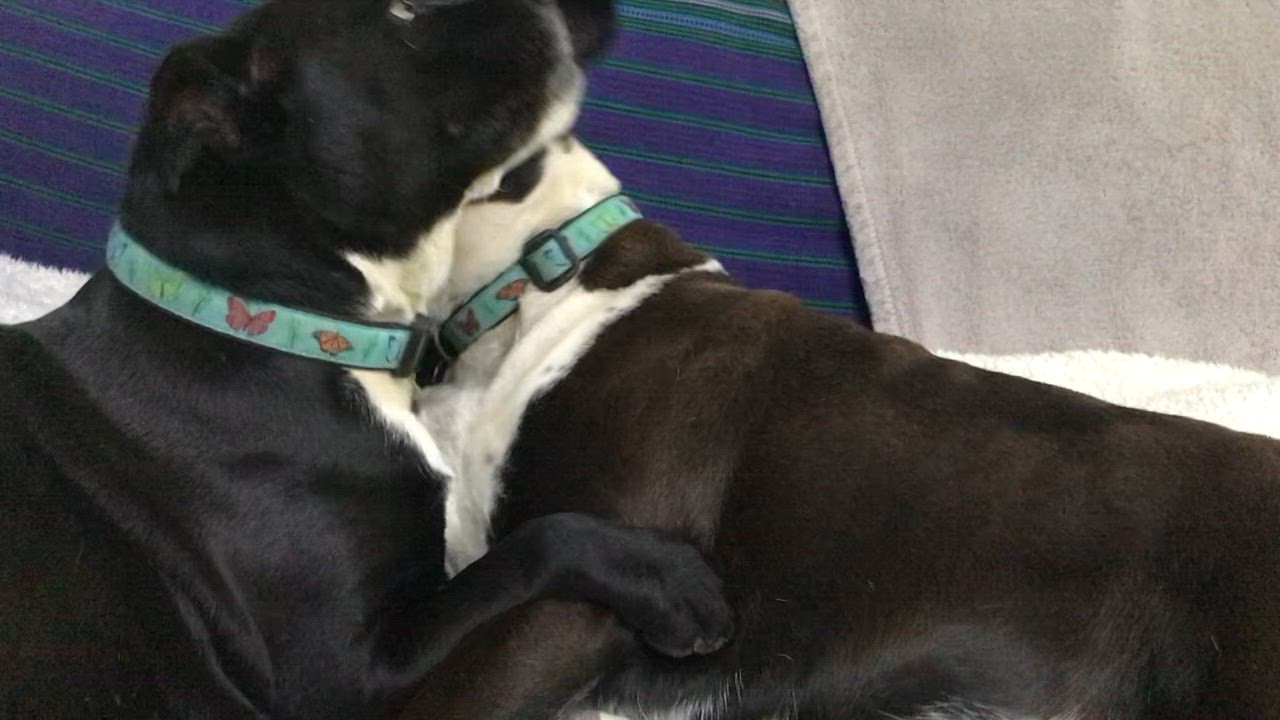 Enlarge Frenchie and Madge, a ADOPTABLE mixed breed in Stamford, CT video 4/5