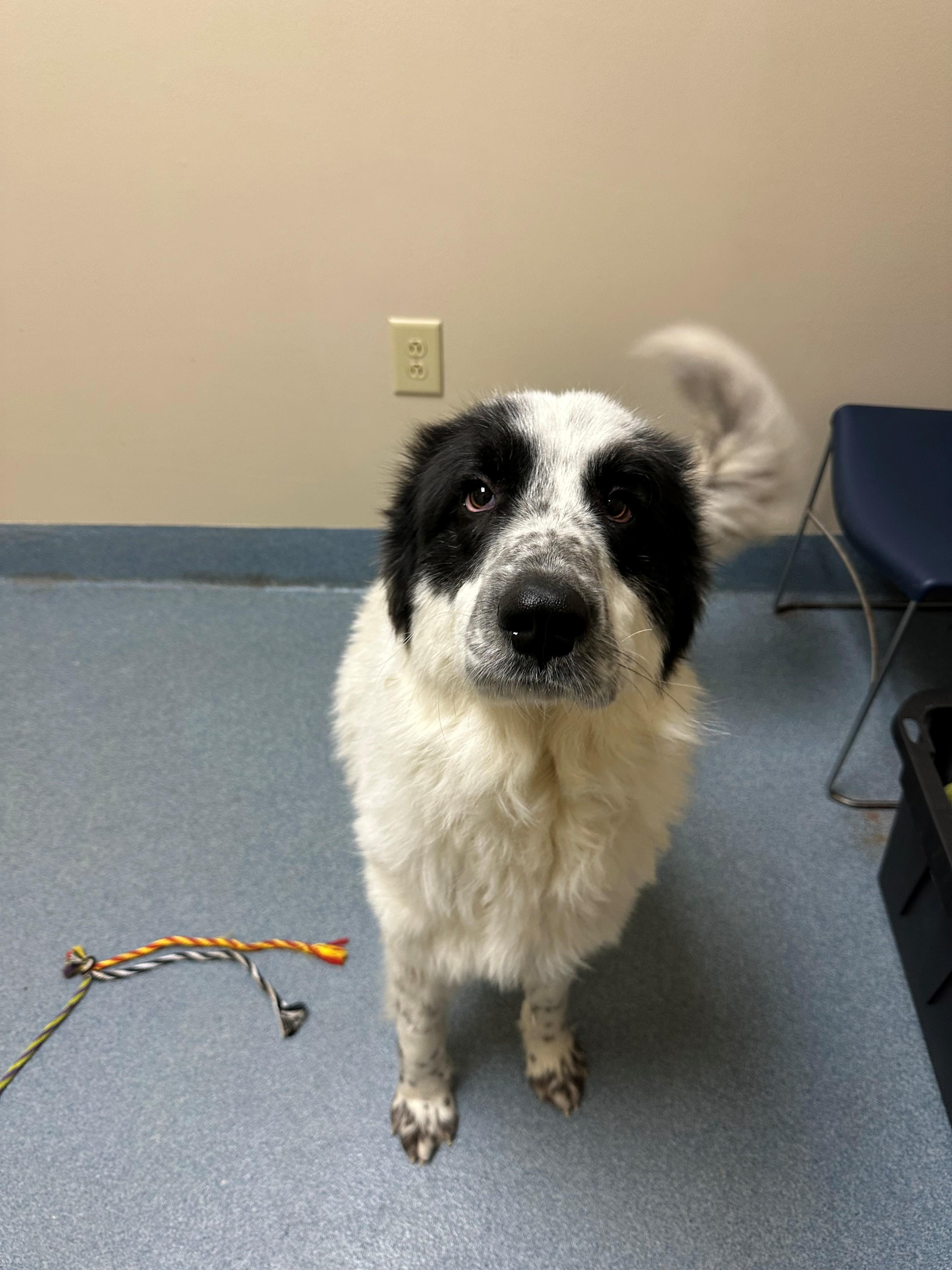 Enlarge Billy, a ADOPTABLE Great Pyrenees in Suffolk, VA image 1/2