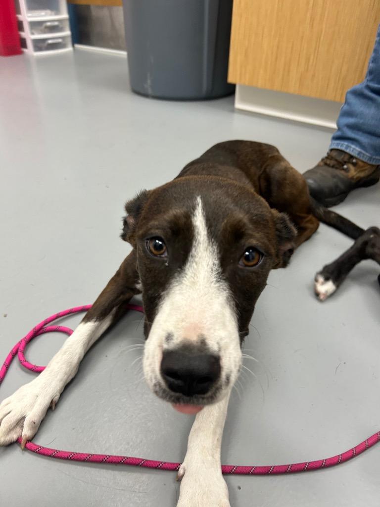 Enlarge Inkay (Pokémon x3), a Adoptable mixed breed in Hartsville, SC image 1/1