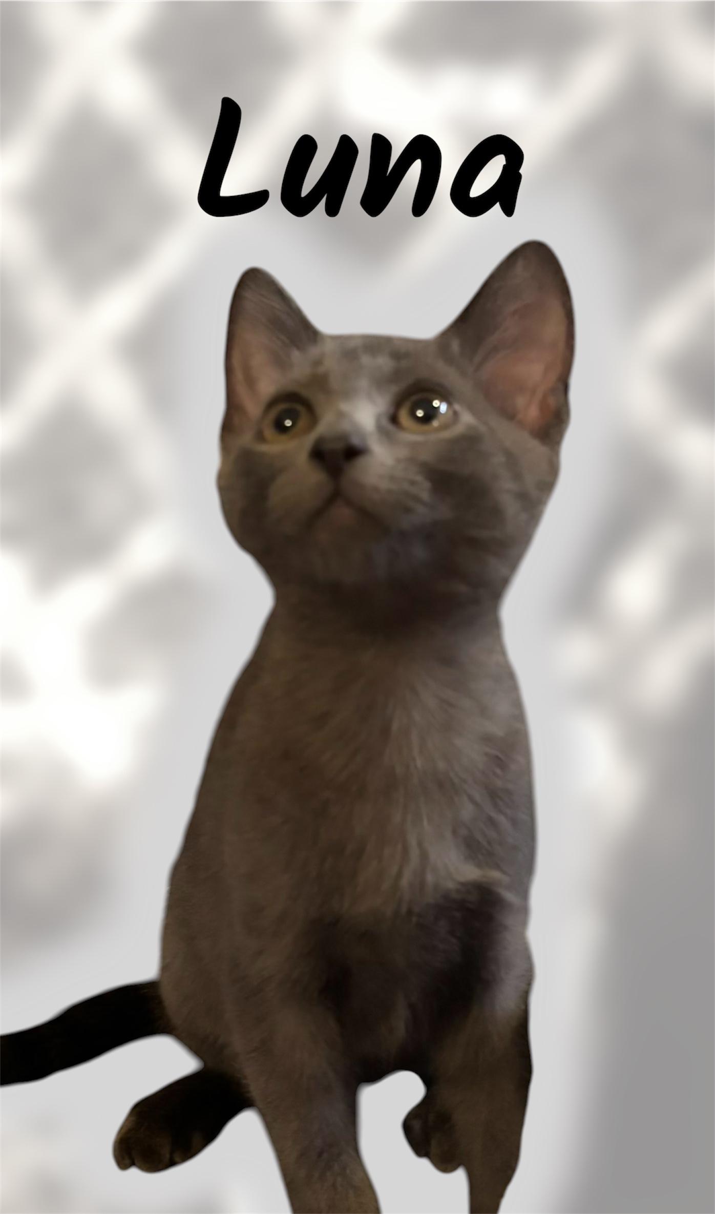 Luna, Adoptable, Kitten Female Domestic Short Hair.