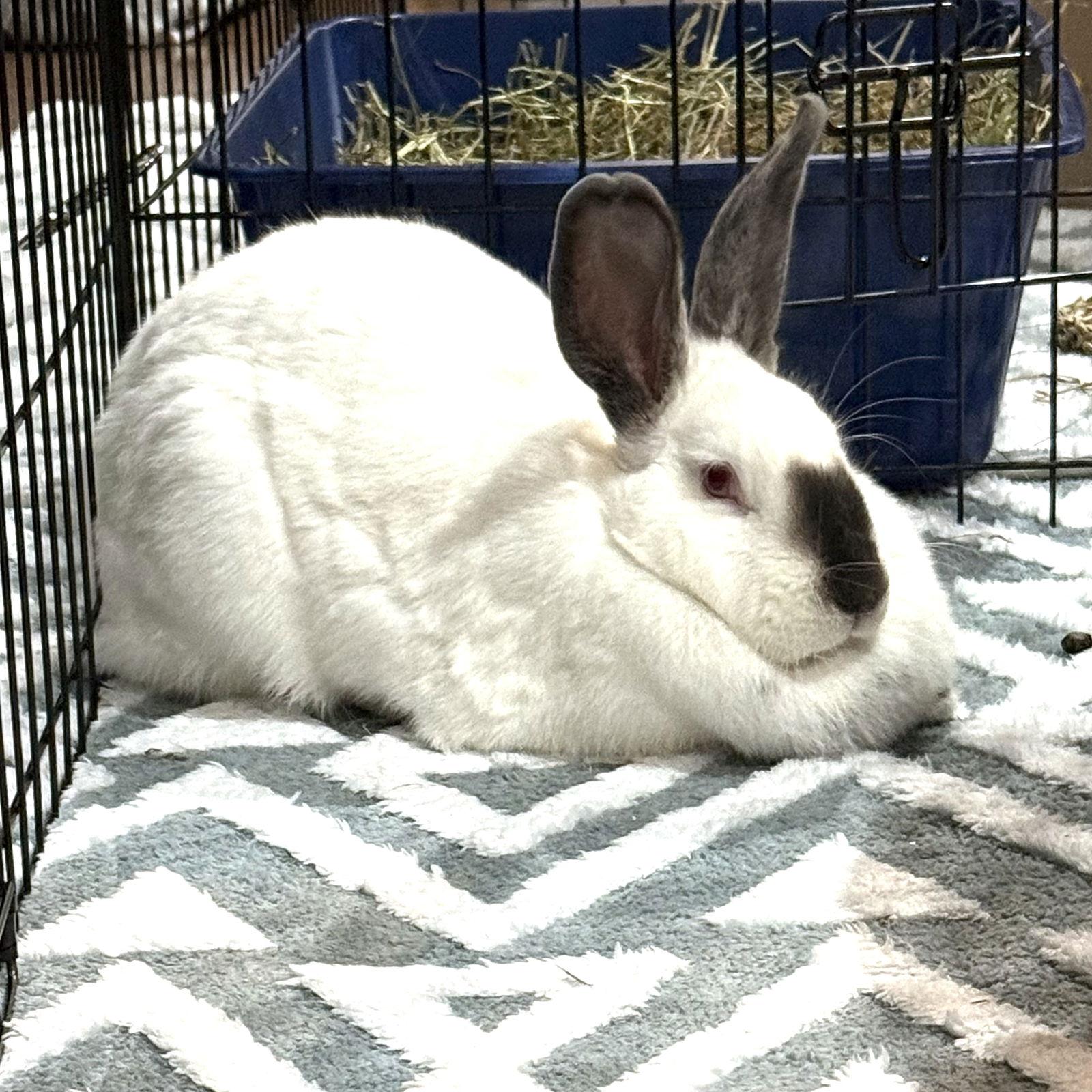 Kit, Adoptable, Adult Female Californian.