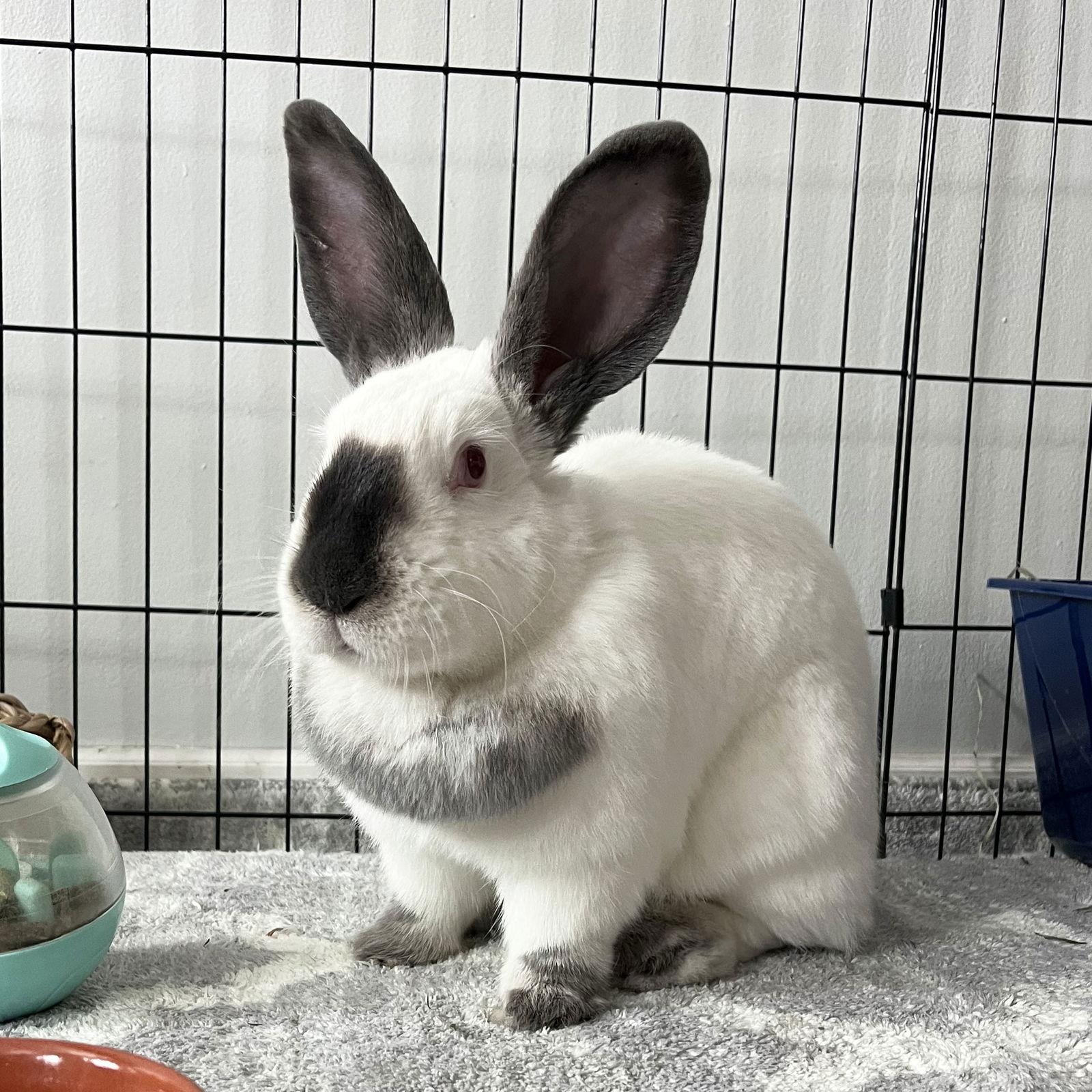 Enlarge Kit, a Adoptable Californian in Great Neck, NY image 1/2