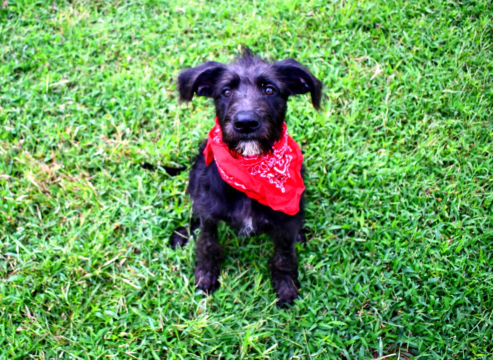 Remi, an adoptable Labradoodle in Muldrow, OK, 74948 | Photo Image 3