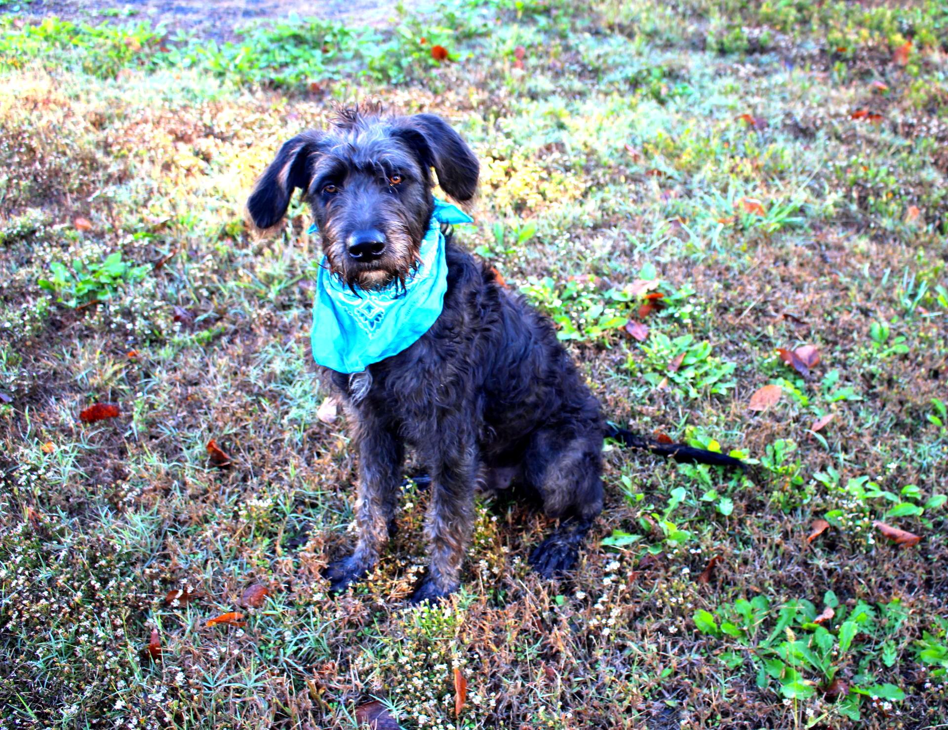 Remi, a Adoptable Labradoodle in Muldrow, OK image 2/6