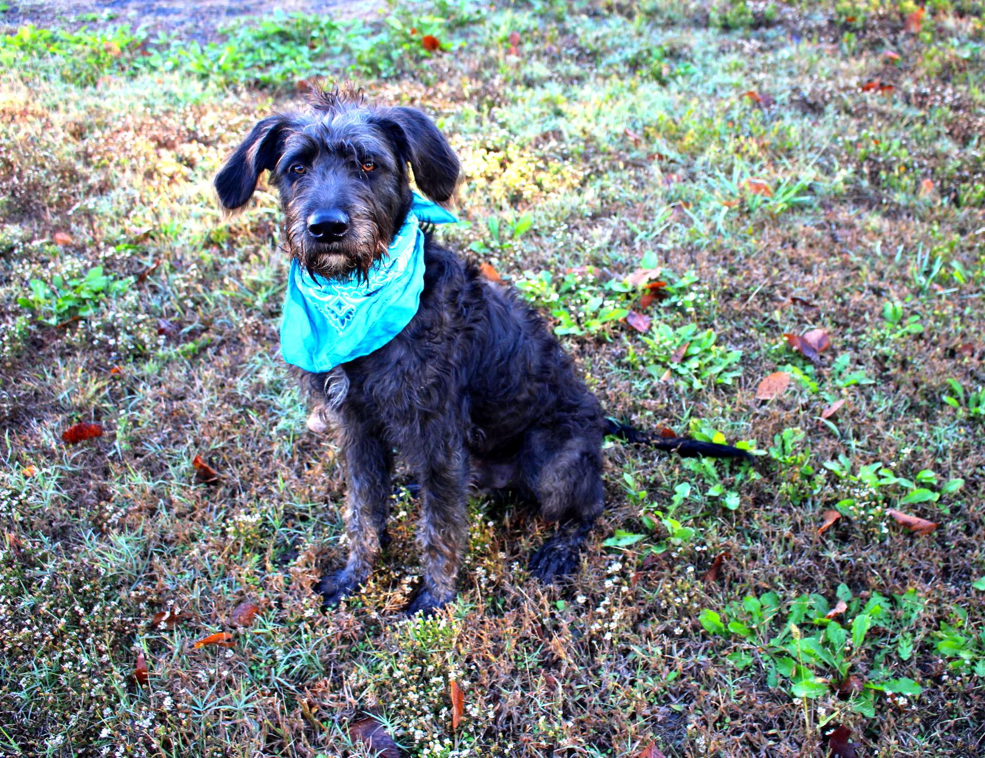 Remi, a Adoptable Labradoodle in Muldrow, OK image 3/6