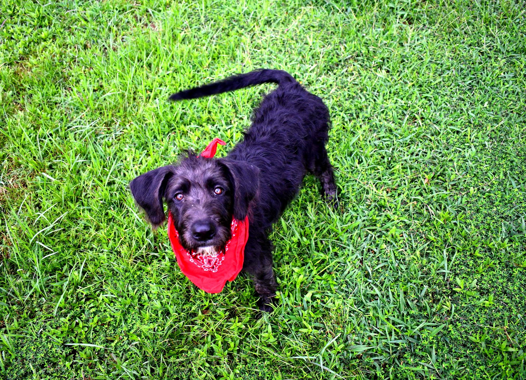 Remi, Adoptable, Young Male Labradoodle.