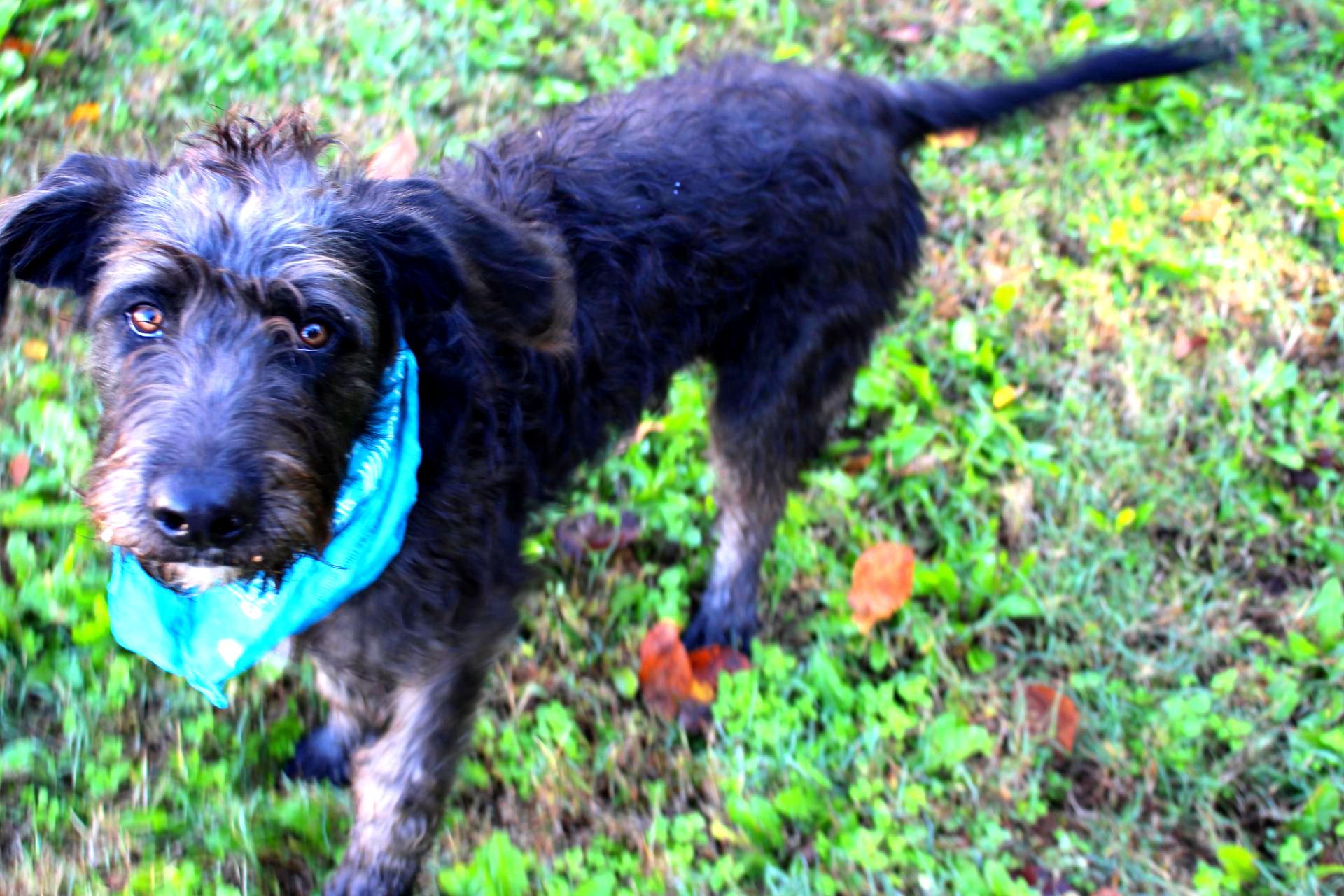 Remi, an adoptable Labradoodle in Muldrow, OK, 74948 | Photo Image 4