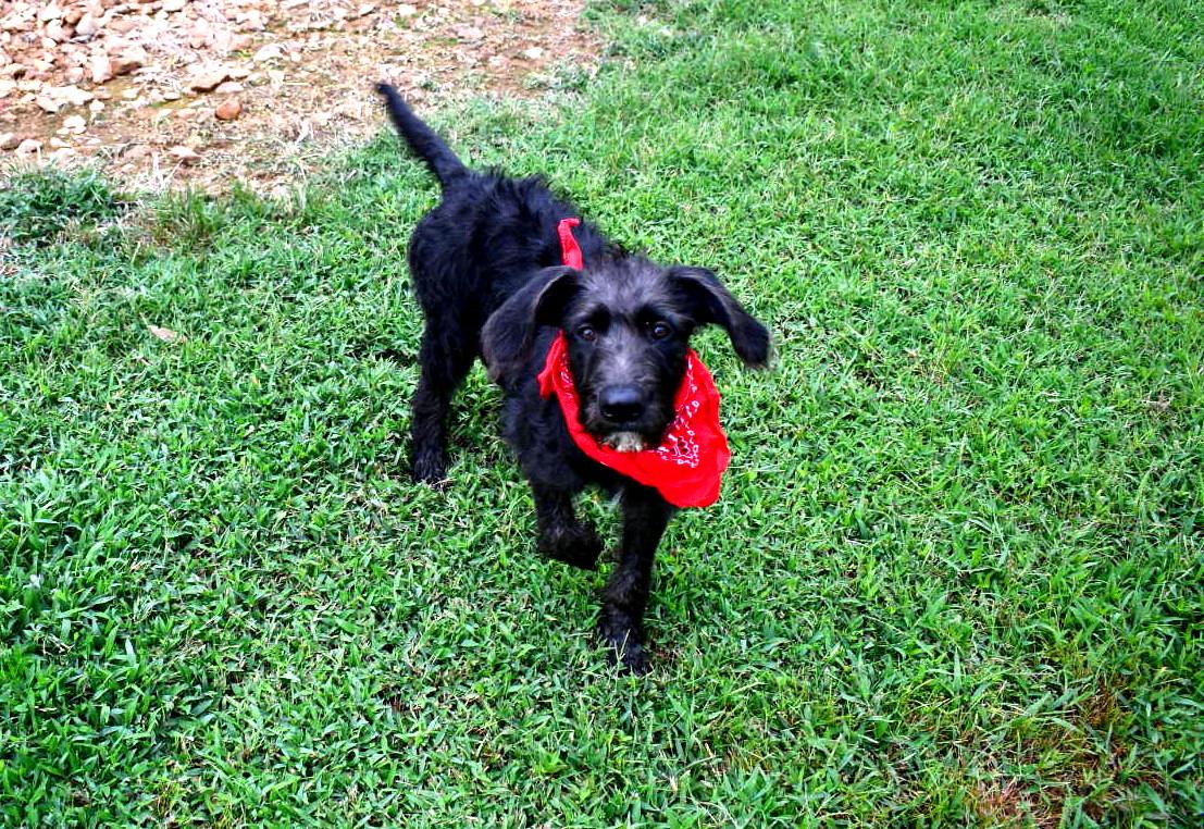 Remi, an adoptable Labradoodle in Muldrow, OK, 74948 | Photo Image 4