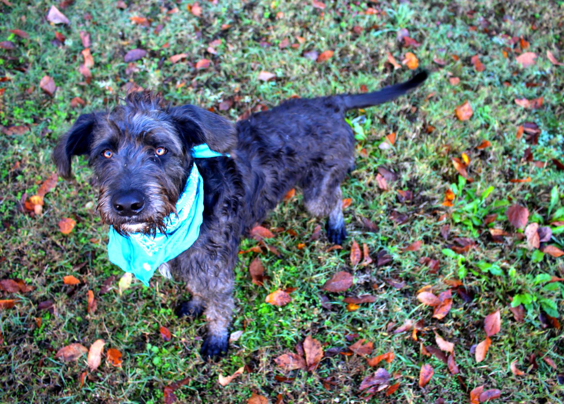 Remi, an adoptable Labradoodle in Muldrow, OK, 74948 | Photo Image 5
