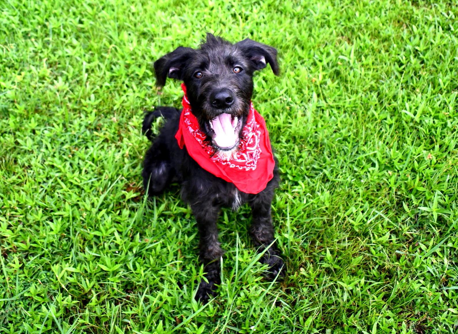 Remi, an adoptable Labradoodle in Muldrow, OK, 74948 | Photo Image 2