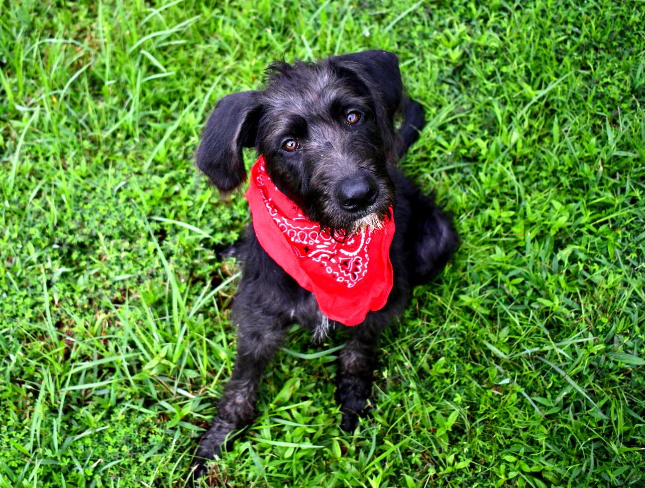 Remi, an adoptable Labradoodle in Muldrow, OK, 74948 | Photo Image 5