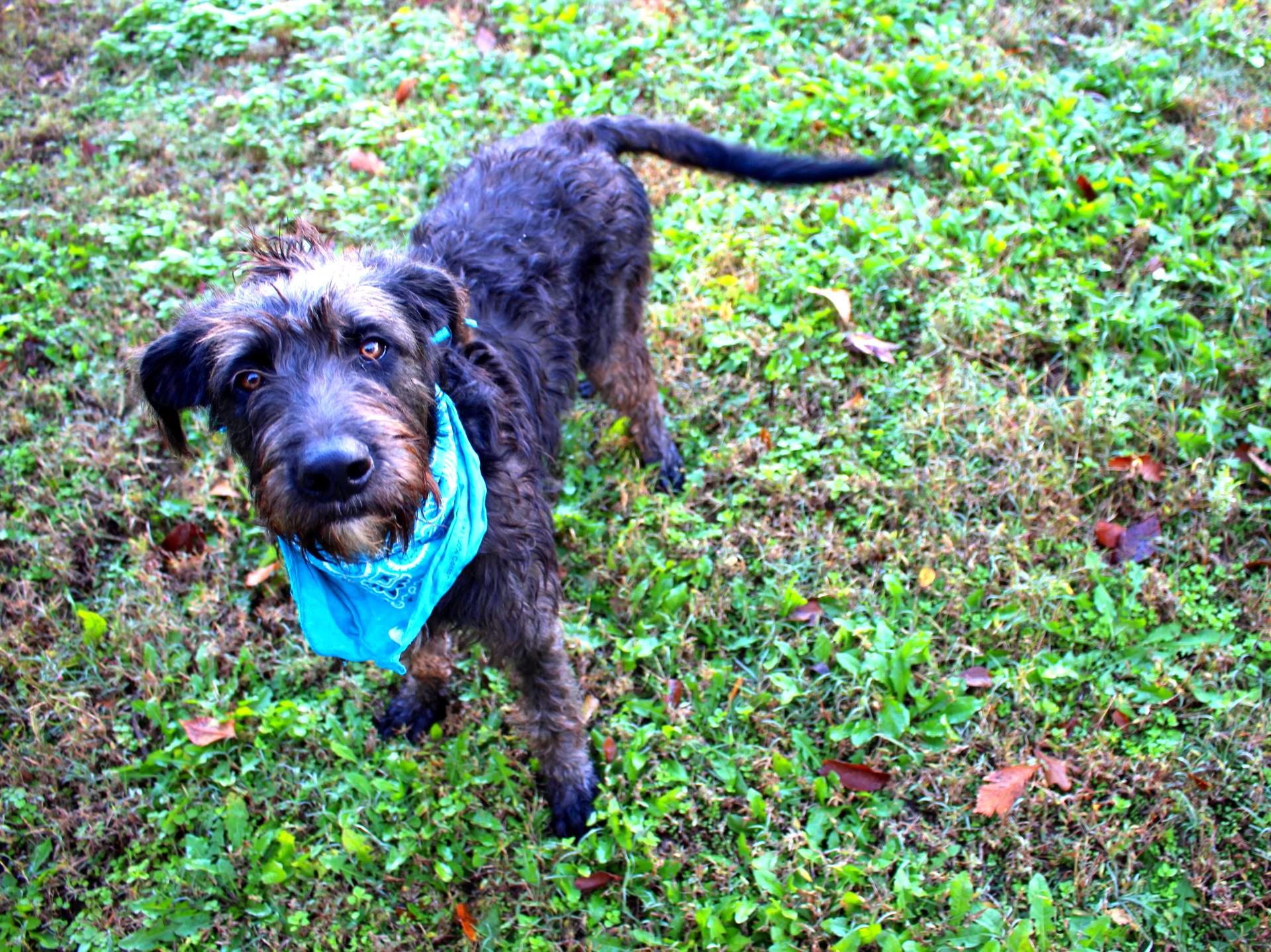 Remi, an adoptable Labradoodle in Muldrow, OK, 74948 | Photo Image 6