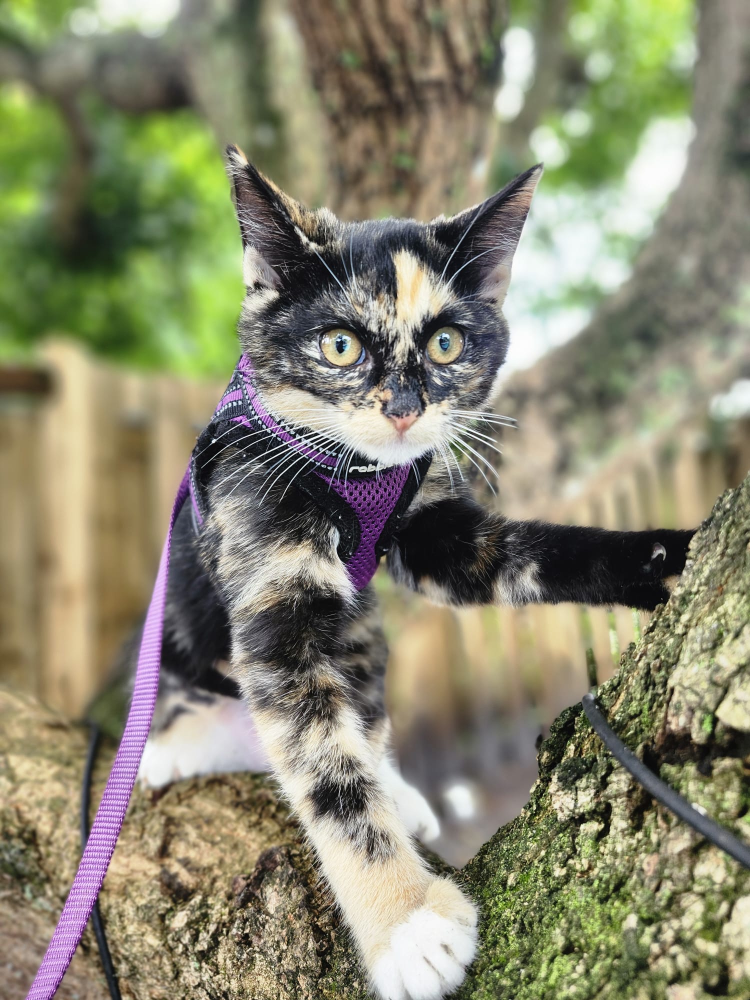 Cat for adoption Vira, a Tortoiseshell in Sunrise, FL Petfinder