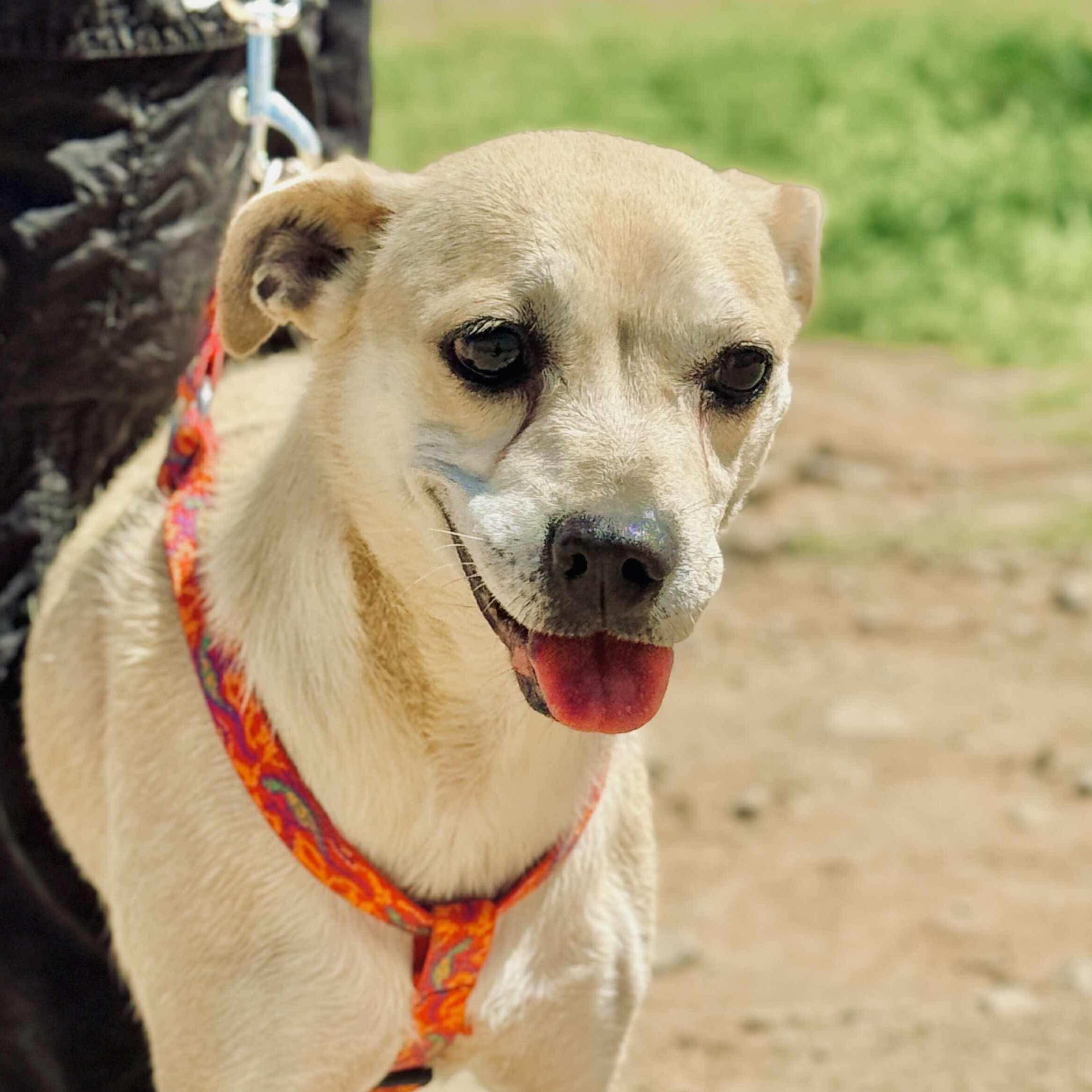 Fila, a Adoptable mixed breed in San Diego, CA image 3/5