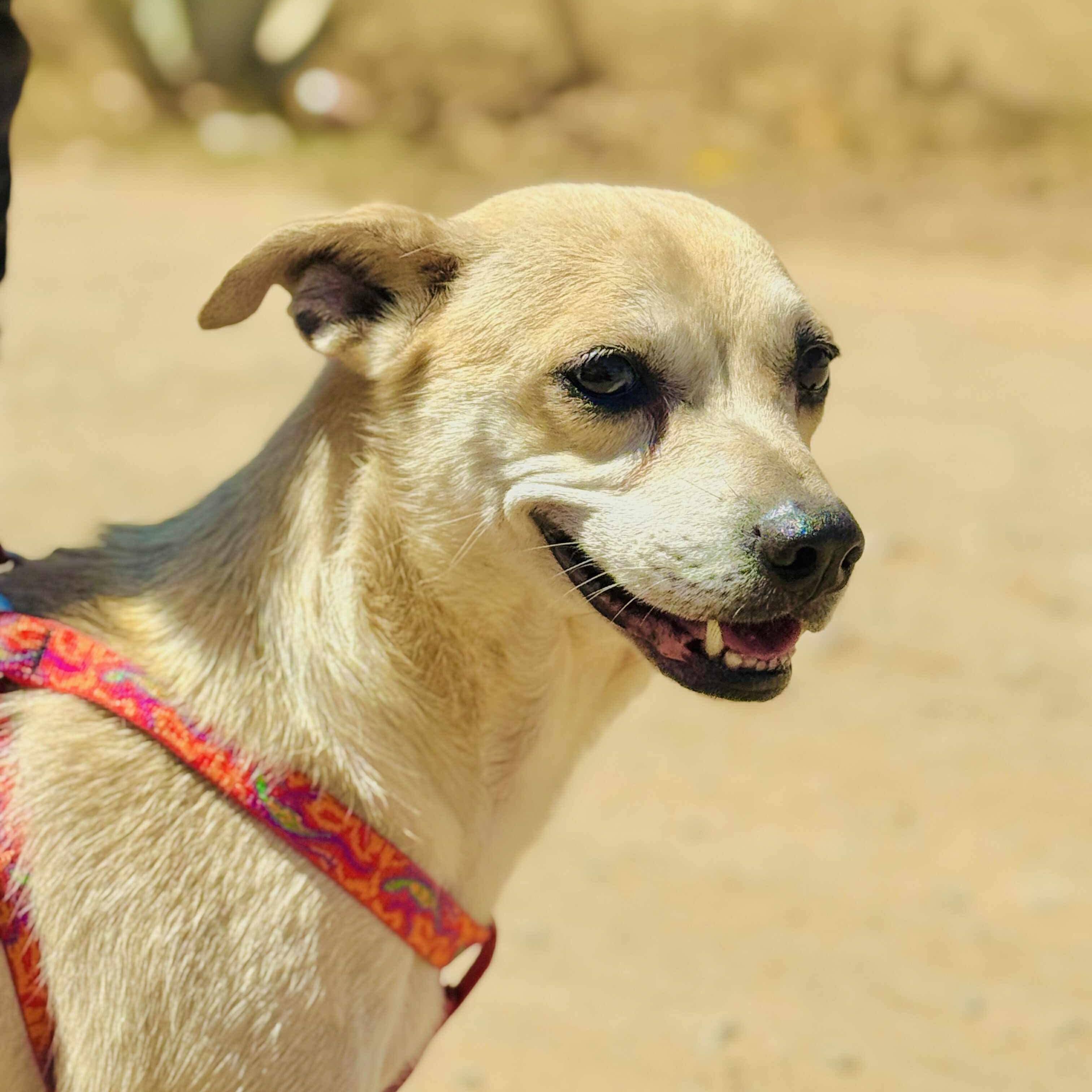 Fila, Adoptable, Adult Female Chihuahua & Shiba Inu.