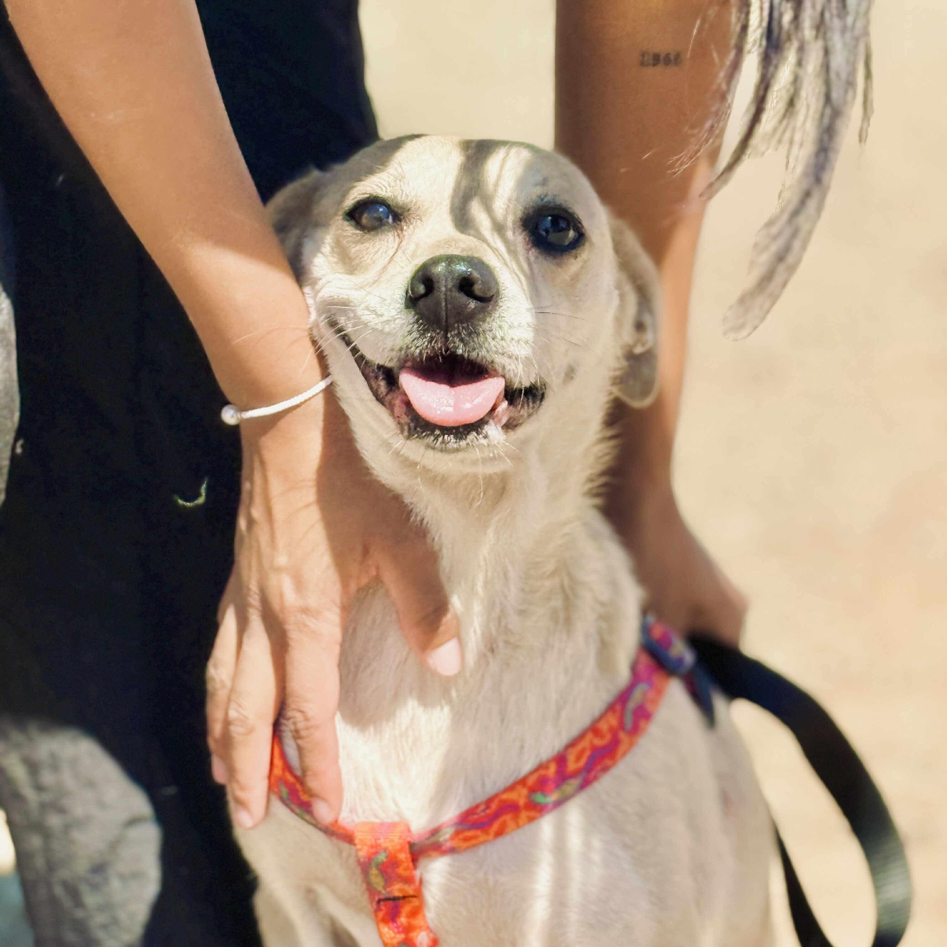 Fila, a Adoptable mixed breed in San Diego, CA image 5/5