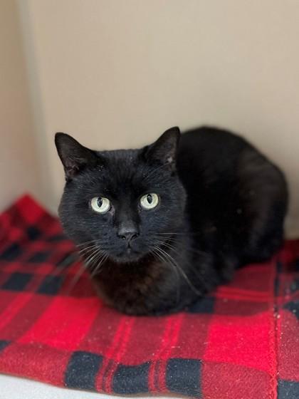 Smokey, ADOPTABLE, Adult Male Domestic Short Hair.