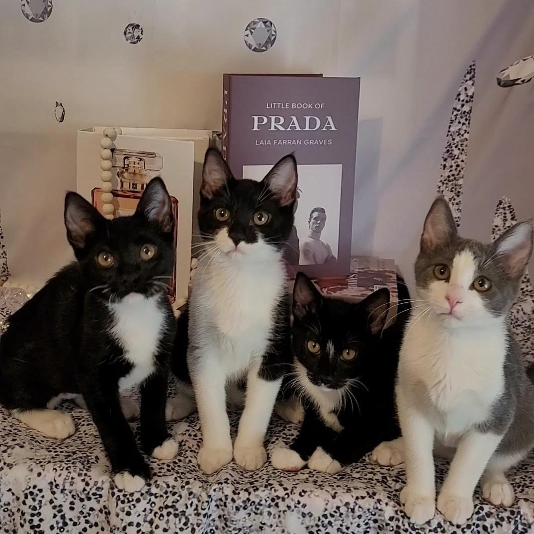 LOUIS VUITTON, a Adoptable mixed breed in Escalon, CA image 2/6