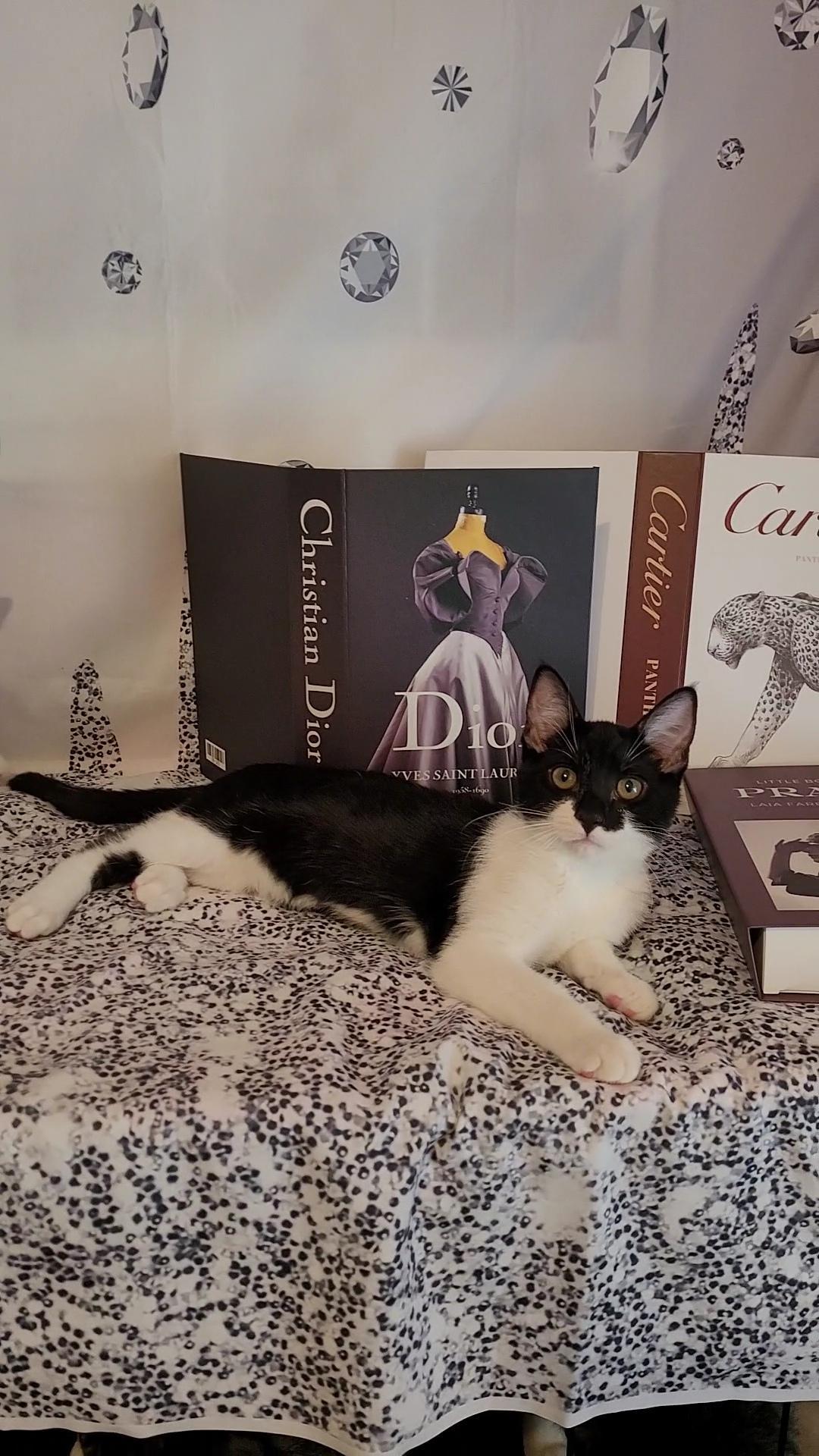 LOUIS VUITTON, a Adoptable mixed breed in Escalon, CA image 4/6