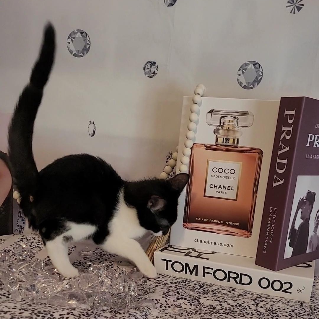 LOUIS VUITTON, a Adoptable mixed breed in Escalon, CA image 6/6