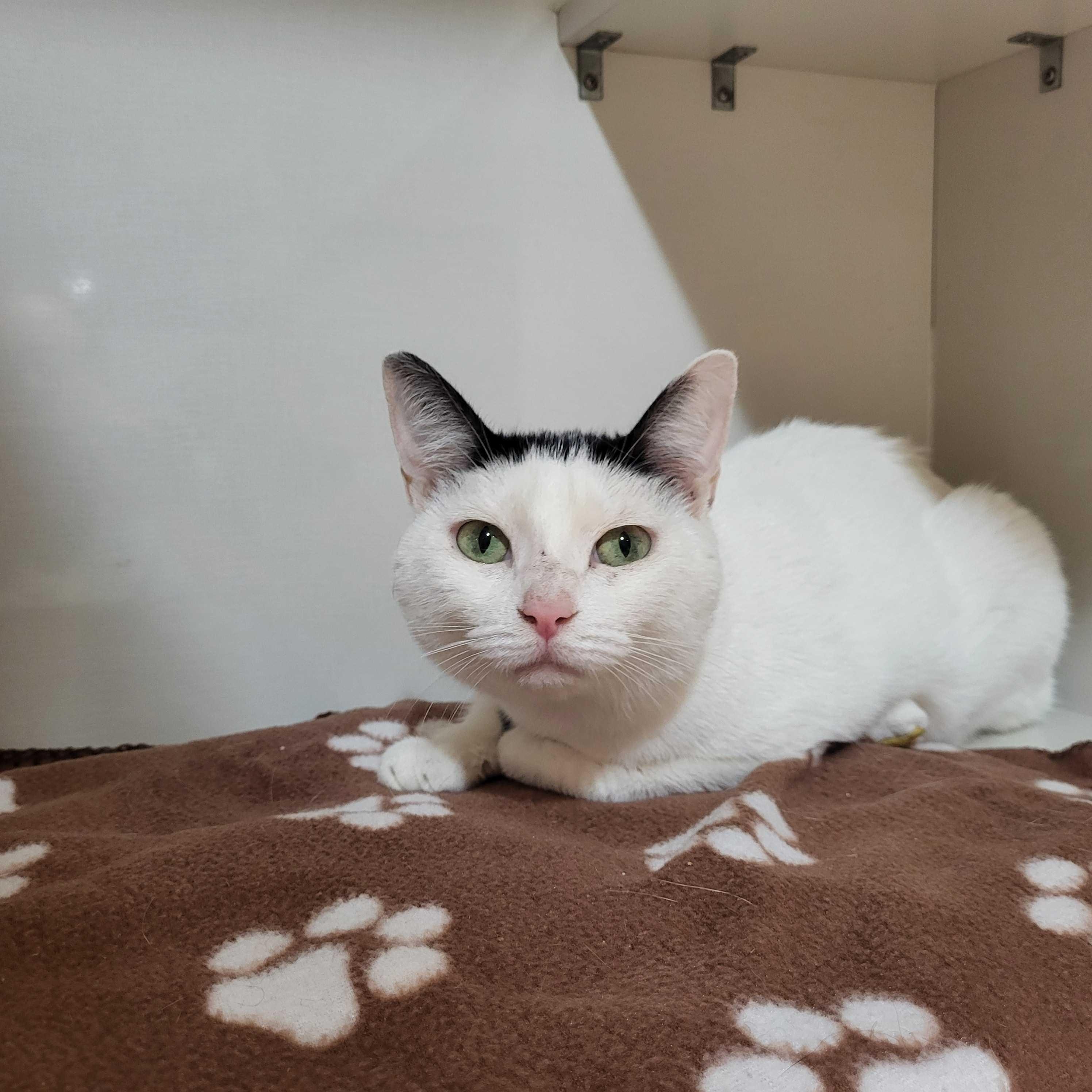Enlarge Milkshake, a Adoptable Domestic Short Hair in East Brunswick, NJ image 3/4