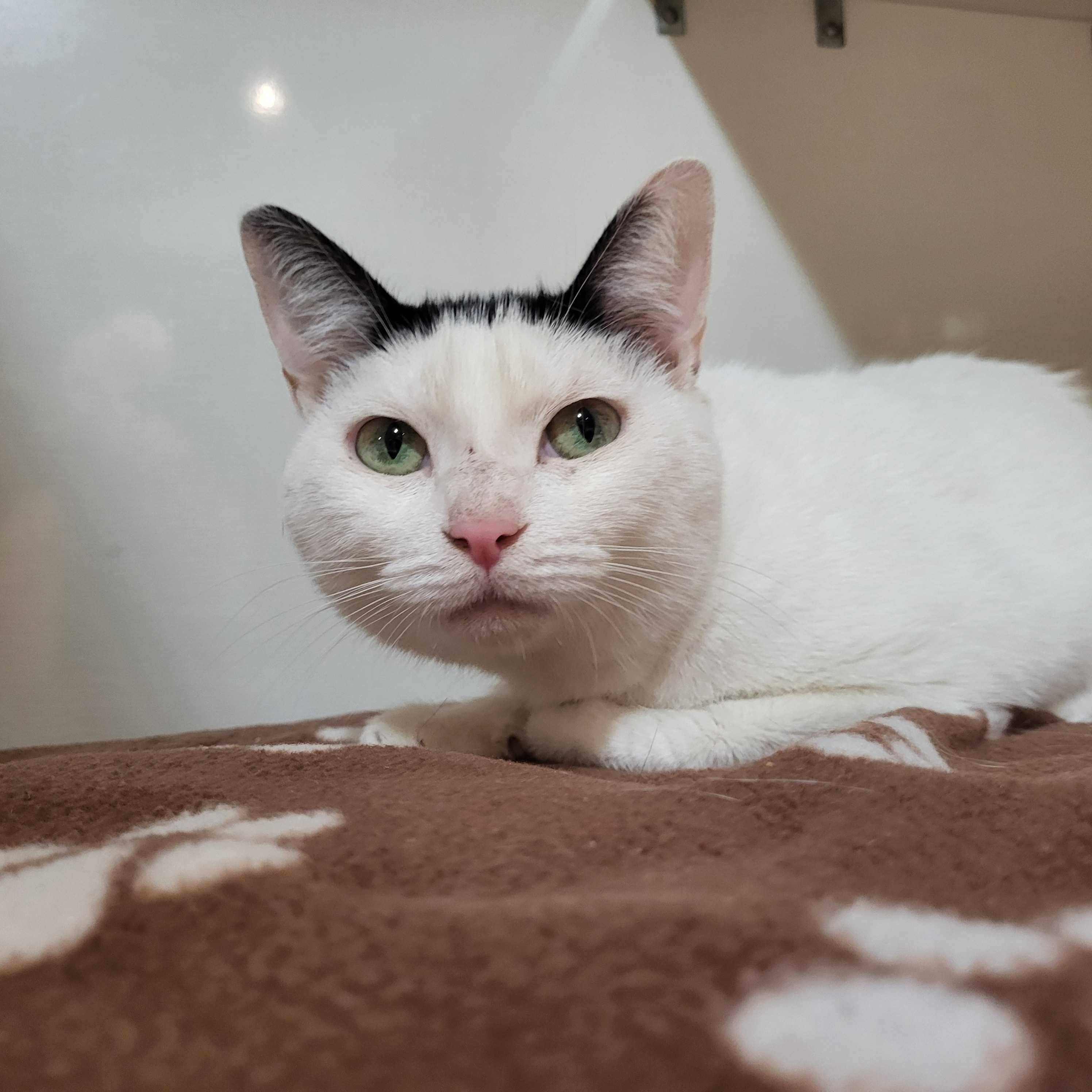 Enlarge Milkshake, a Adoptable Domestic Short Hair in East Brunswick, NJ image 1/4