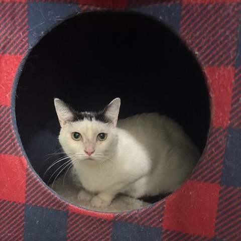 Enlarge Milkshake, a Adoptable Domestic Short Hair in East Brunswick, NJ image 2/4