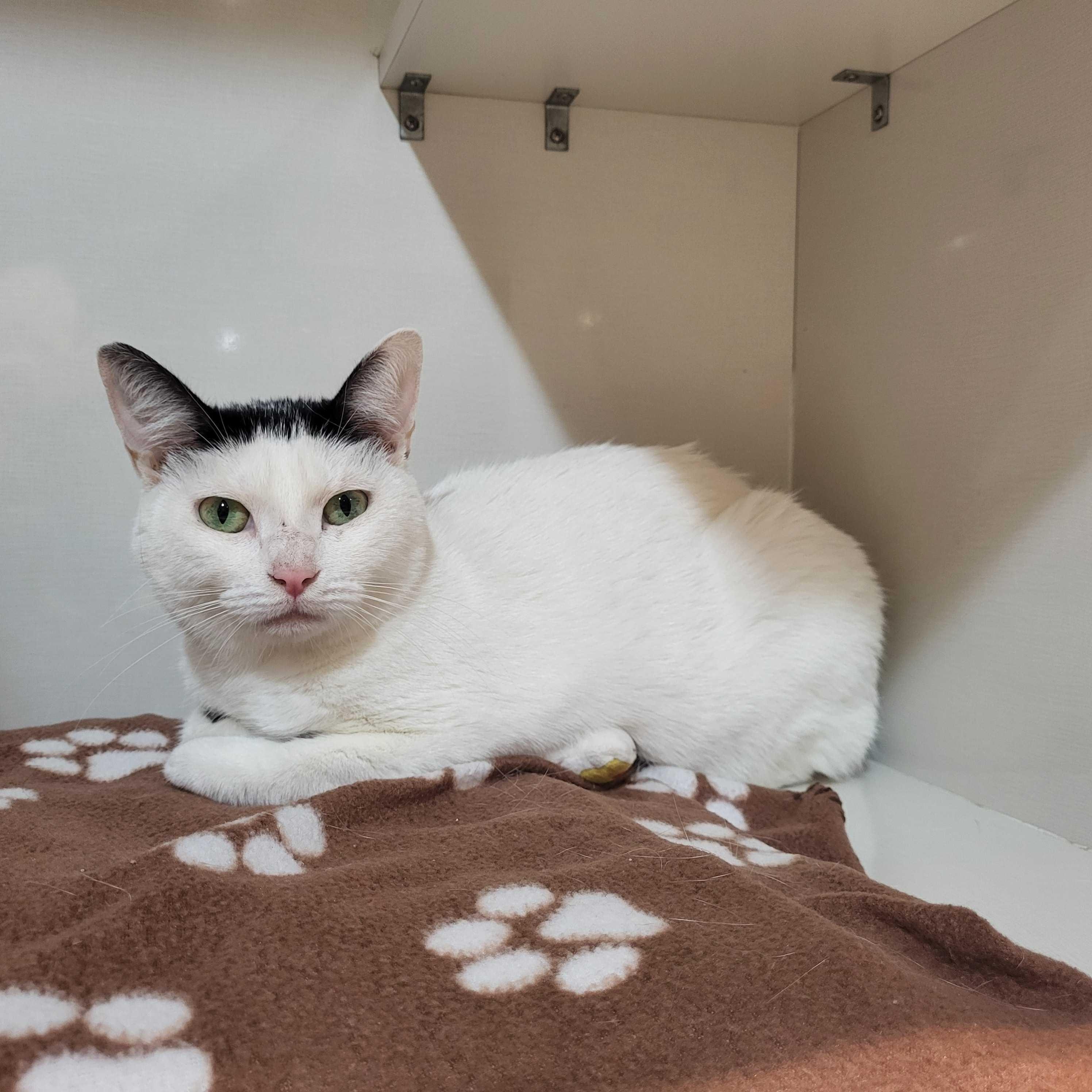Enlarge Milkshake, a Adoptable Domestic Short Hair in East Brunswick, NJ image 4/4