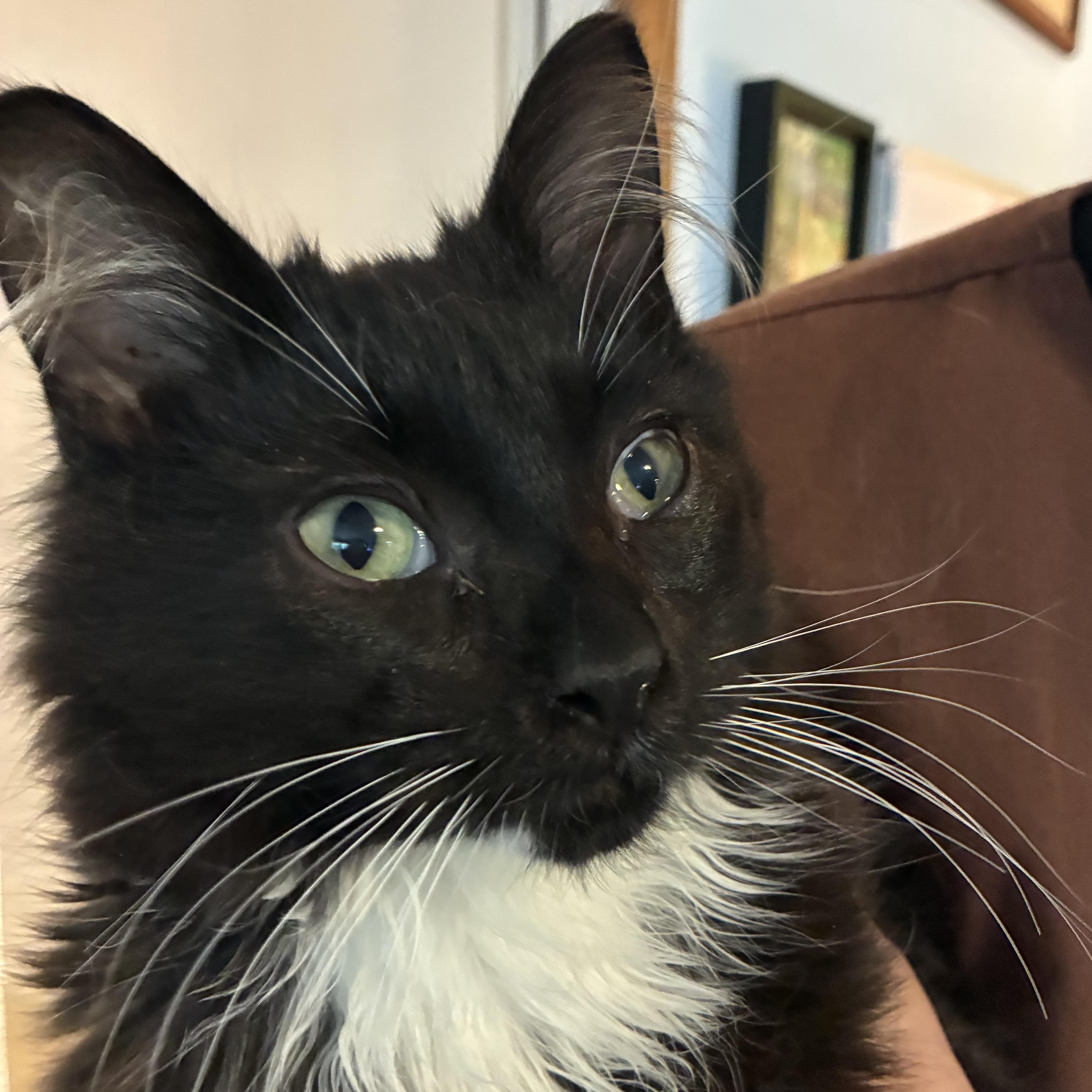 Butler, Young Male Domestic Medium Hair