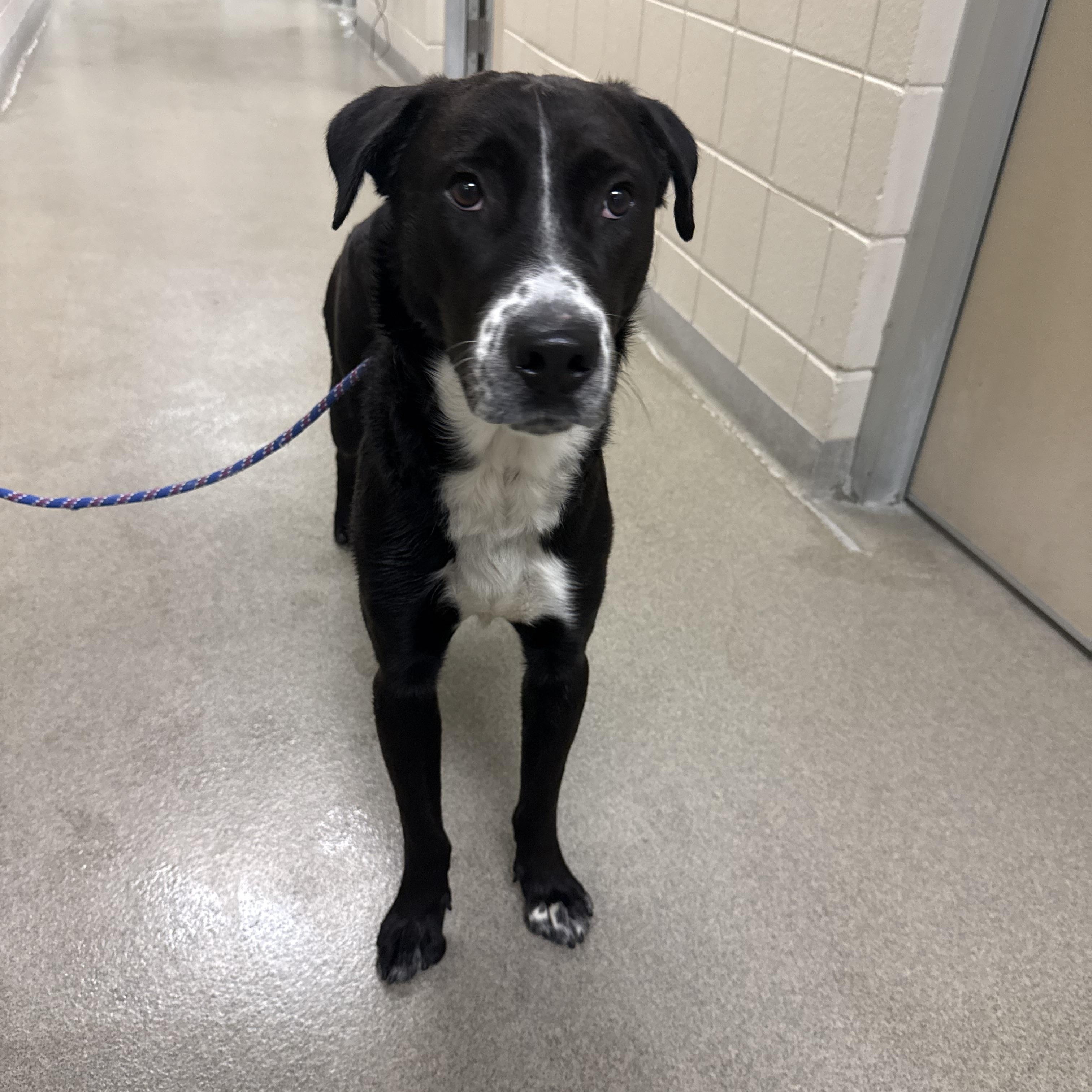 Enlarge Henry , a ADOPTABLE mixed breed in Kearney, NE image 1/1