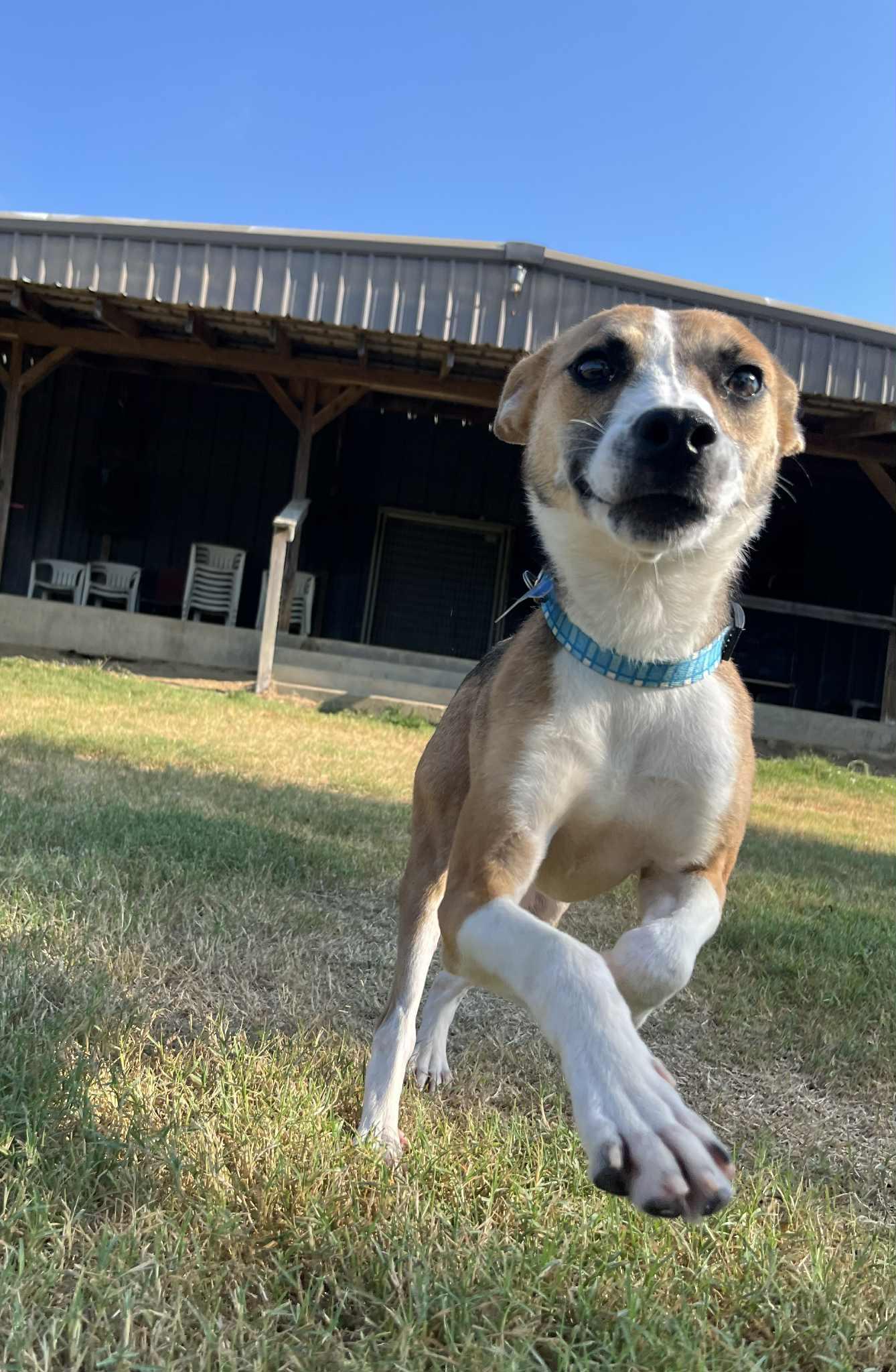 Bojangles (26 pounds!)