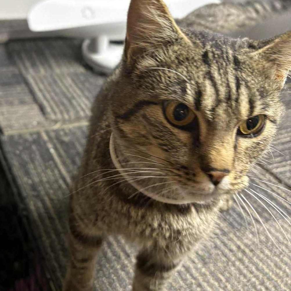 Gail, Adoptable, Adult Female Domestic Short Hair.